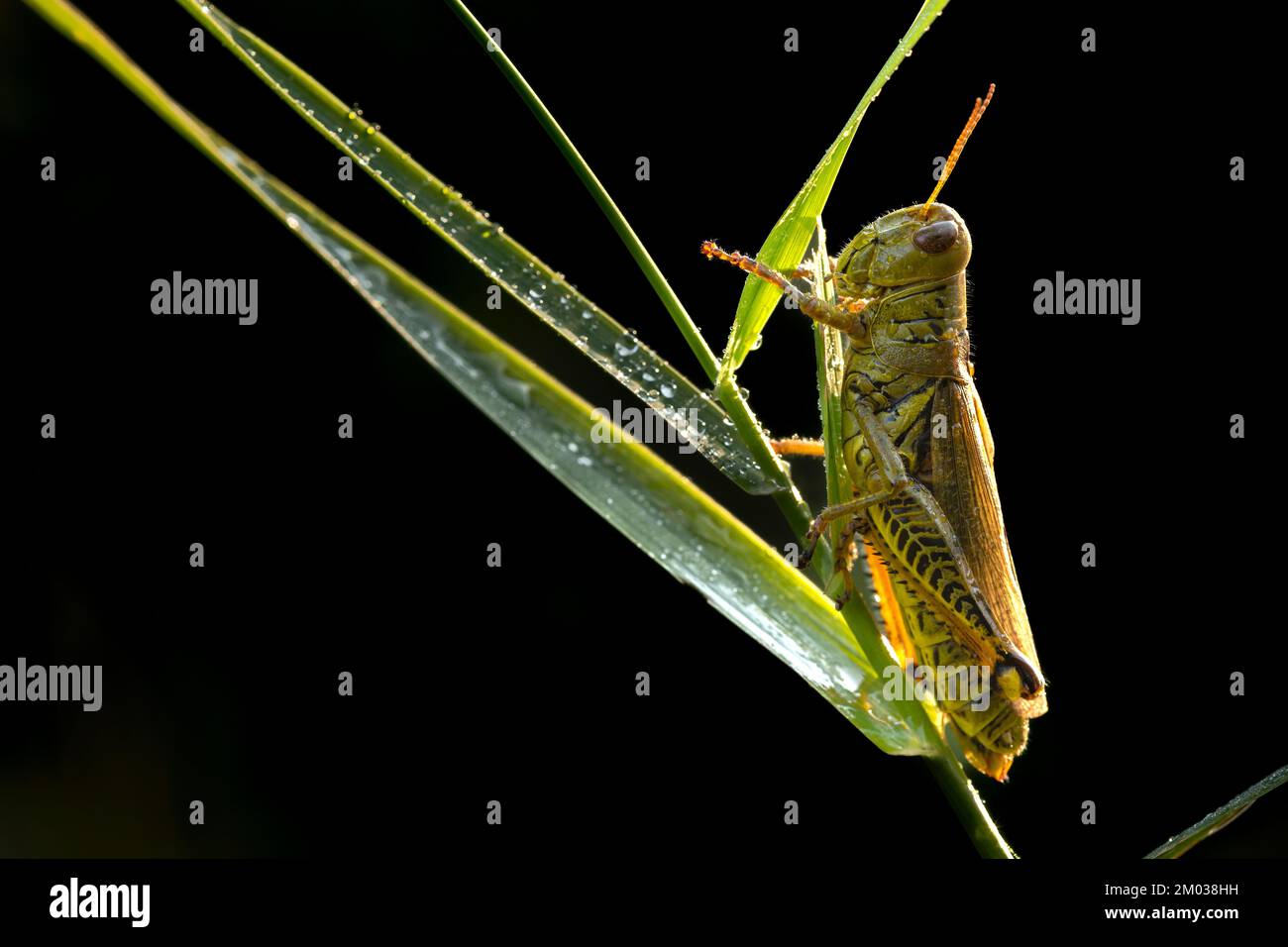 Grasshopper coperto di rugiada, Midwestern USA, di Dominique Braud/Dembinsky Photo Assoc Foto Stock