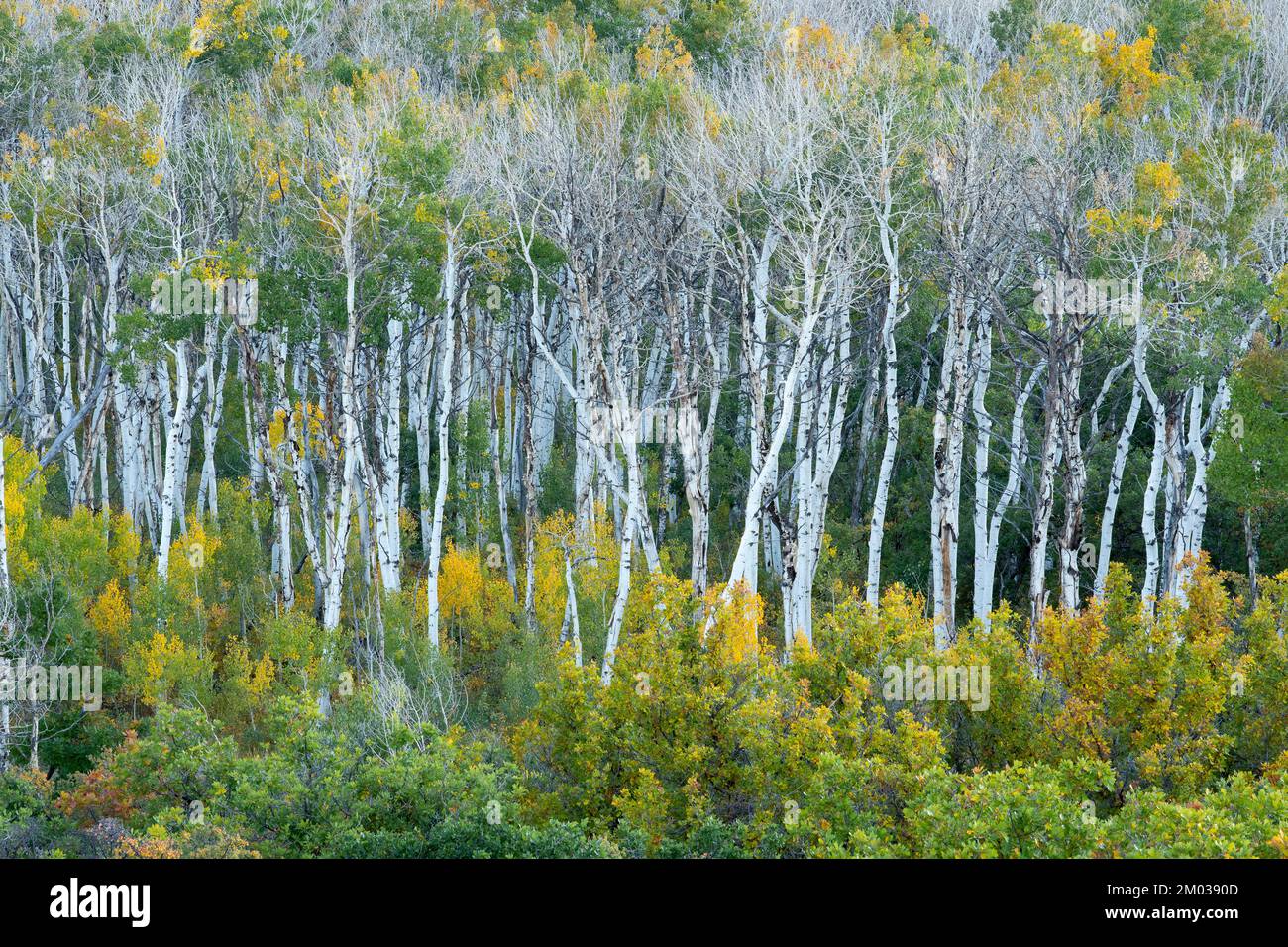 Quaking aspens (Populus tremuloides). Grand Mesa National Forest, metà settembre, CO, USA, di Dominique Braud/Dembinsky Photo Assoc Foto Stock