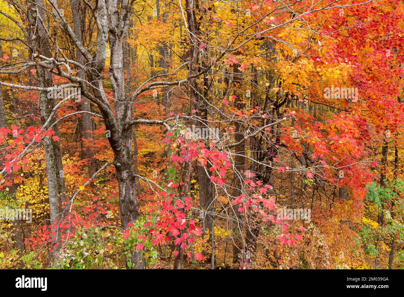 Autunno colori, Great Smoky Mountains National Park, TN, USA, fine ottobre, di Dominique Braud/Dembinsky Photo Assoc Foto Stock
