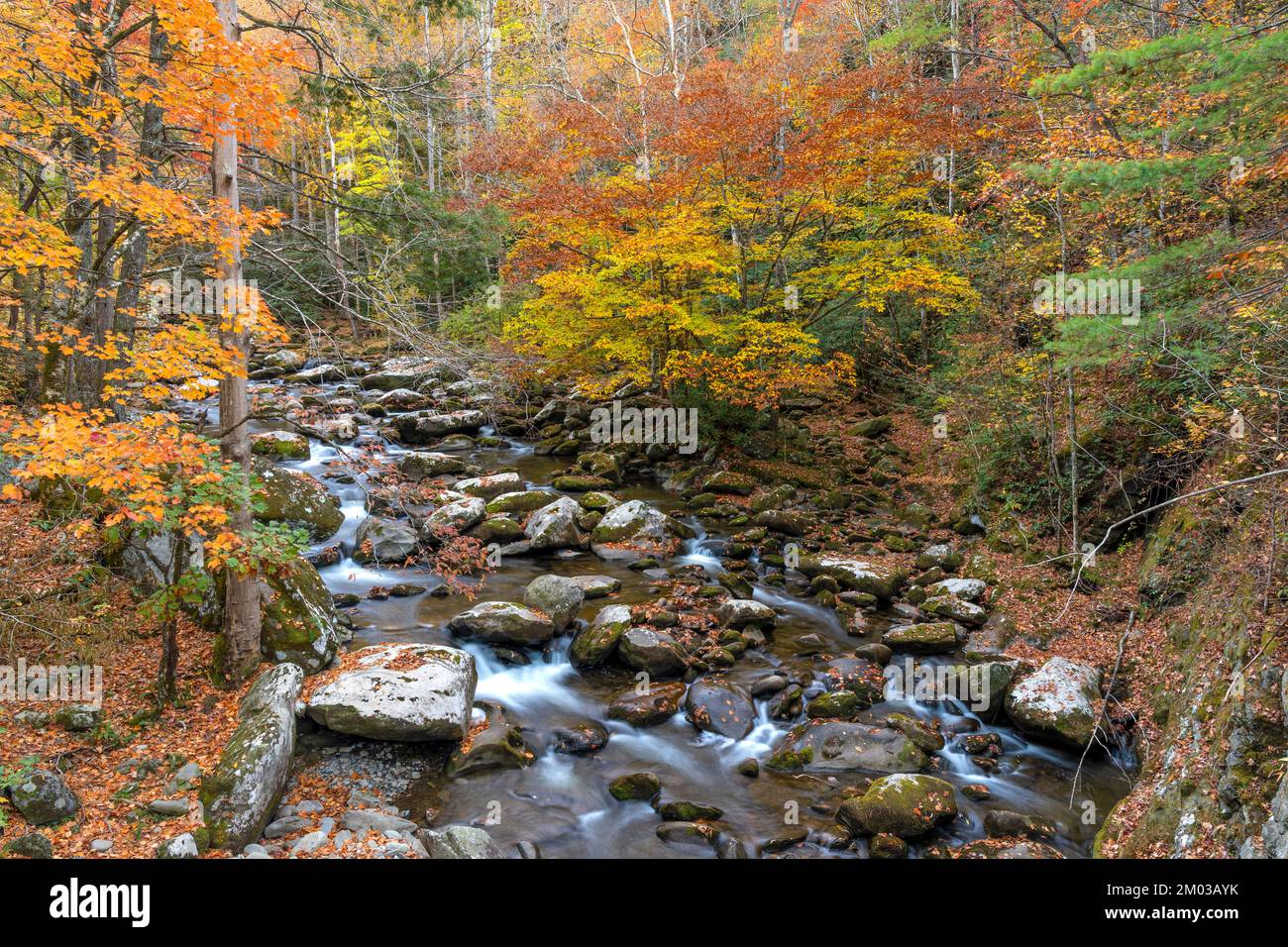 Cascata, autunno, lungo il piccolo fiume Middle Prong. Great Smoky Mountains National Park, TN, USA, di Dominique Braud/Dembinsky Photo Assoc Foto Stock
