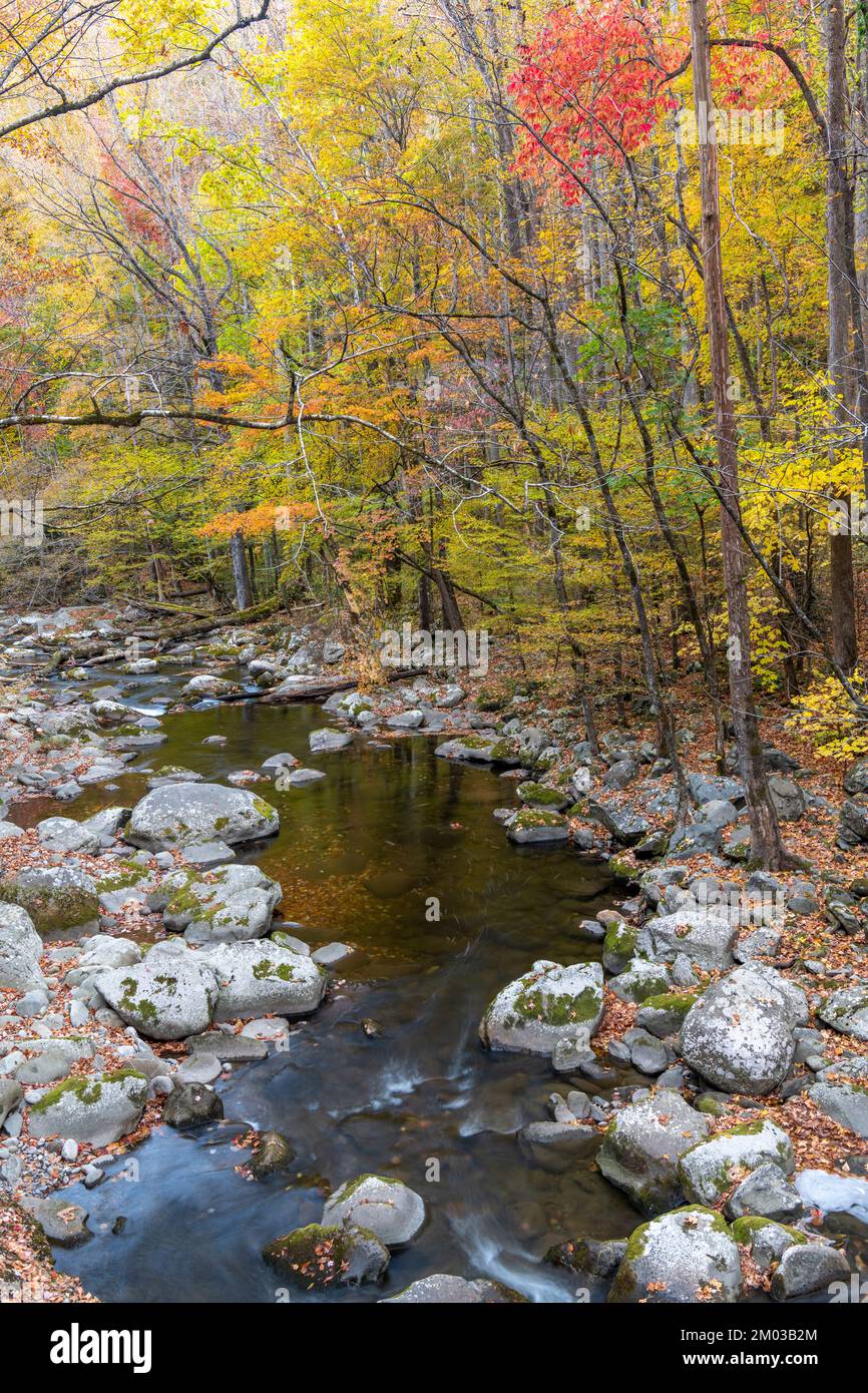 Cascata, autunno, lungo il piccolo fiume Middle Prong. Great Smoky Mountains National Park, TN, USA, di Dominique Braud/Dembinsky Photo Assoc Foto Stock