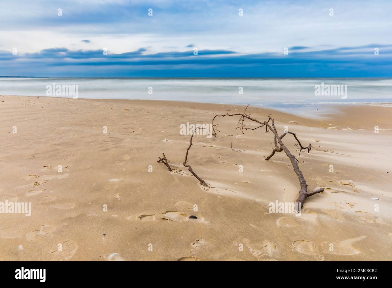 Lungo ramo di legno su una grande spiaggia di sabbia vicino alla costa del Mar Baltico Foto Stock