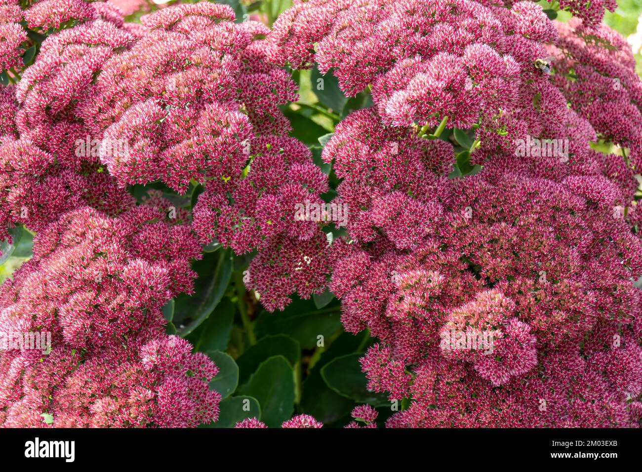 Sedum Autumn Joy, noto anche come stonecrop, è un facile cura siccità tollerante perenne che fiorisce nel giardino tardo estivo. Foto Stock