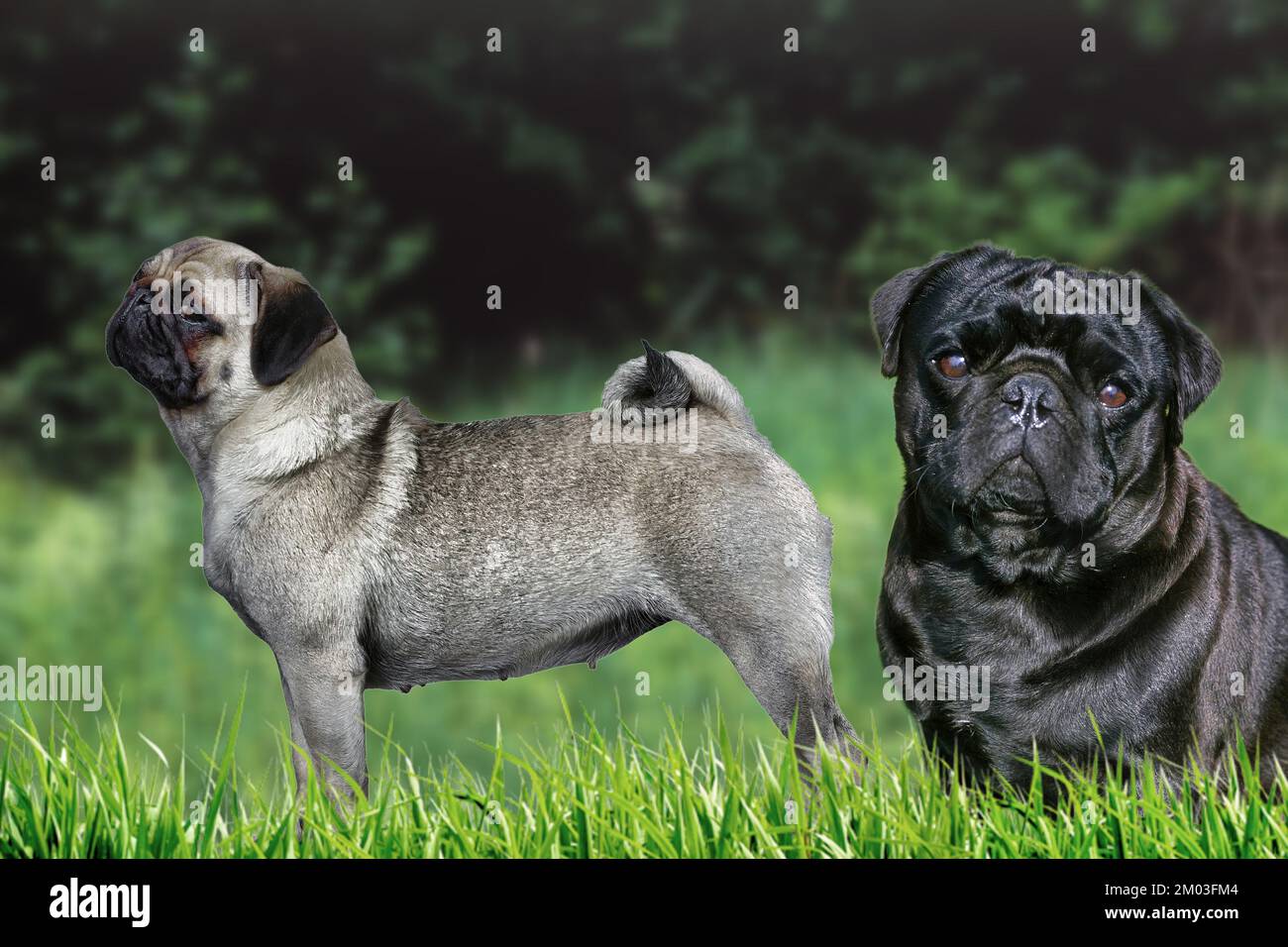 Il Pug è una razza di cane originaria della Cina, con caratteristiche fisicamente peculiari di un volto rugoso, corto-museroso e coda arricciata. Foto Stock