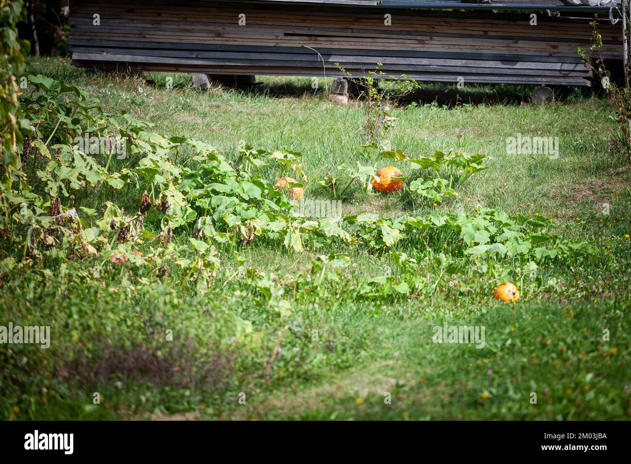 Immagine di un campo verde in un giardino con zucche pronte per essere raccolte. Una zucca è una cultivar di zucca invernale che è rotonda con liscio, leggermente Foto Stock