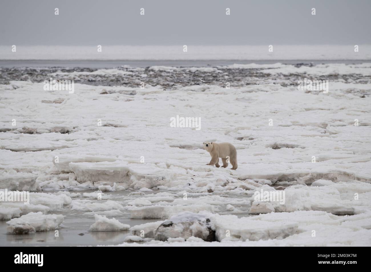 Orso polare che cammina attraverso la baia ghiacciata di Hudson Foto Stock