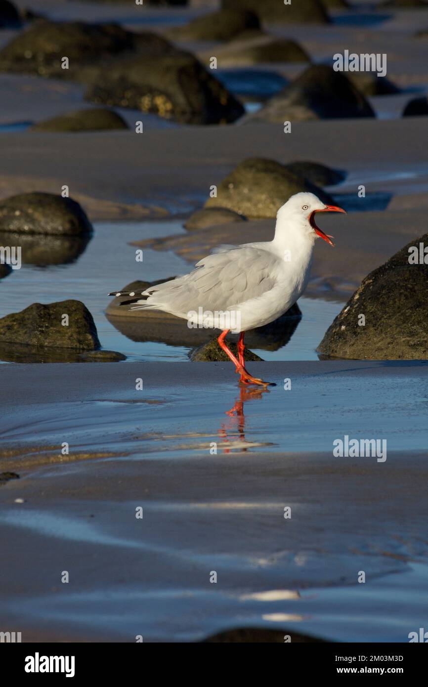 Gabbiano d'argento (Larus novaehollandiae) Elliott Heads Australia. Foto Stock