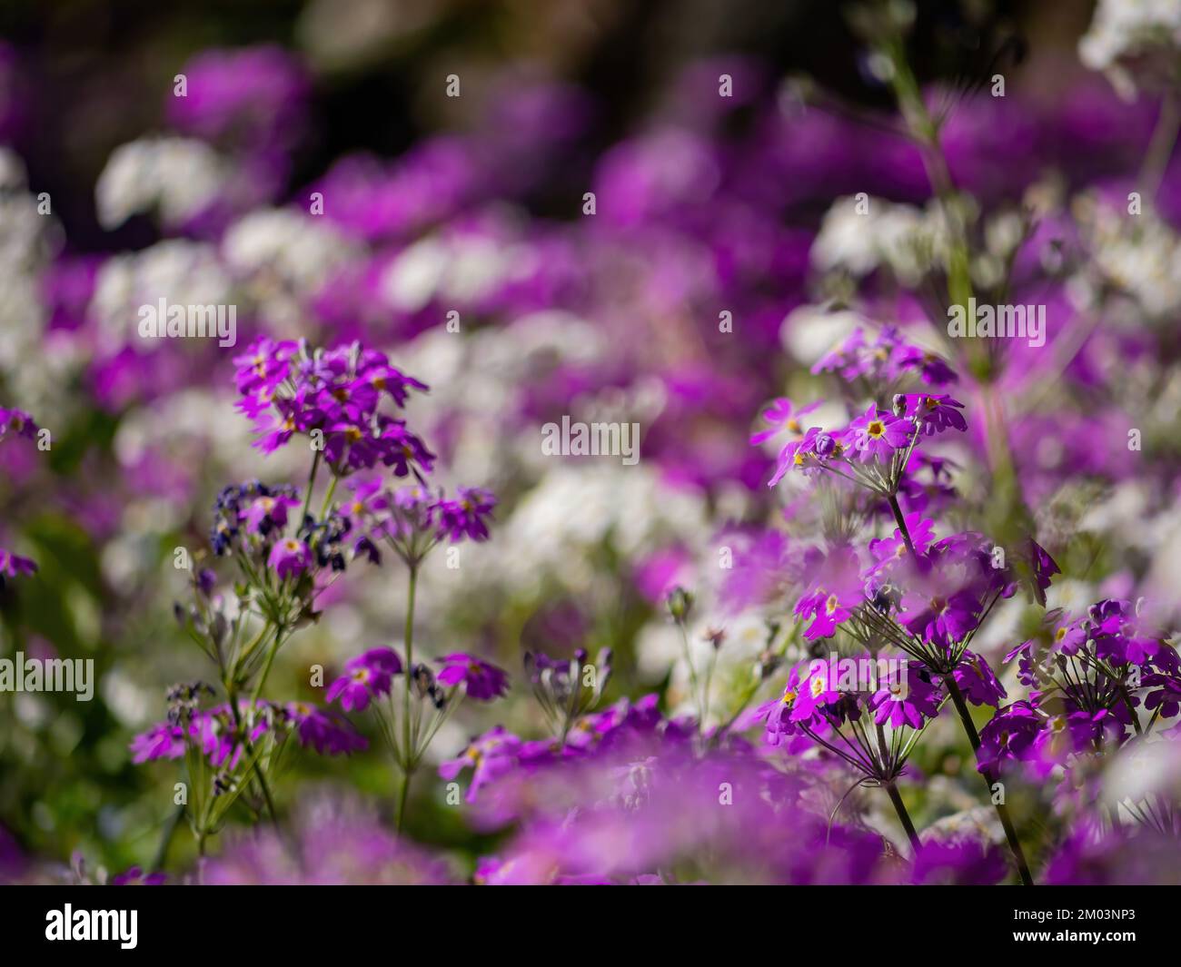 Vista soleggiata della bella fioritura di fiori viola in Wuling Farm a Taiwan Foto Stock