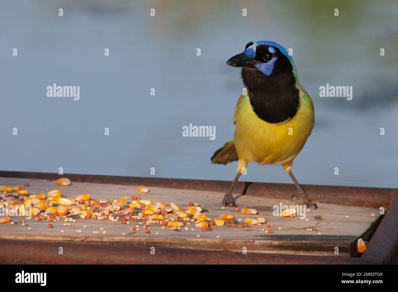 Green Jay arroccato su un alimentatore di uccelli fatto in casa con varietà di semi, Lower Rio Grande Valley, Texas, USA. Citocorace yncas Foto Stock