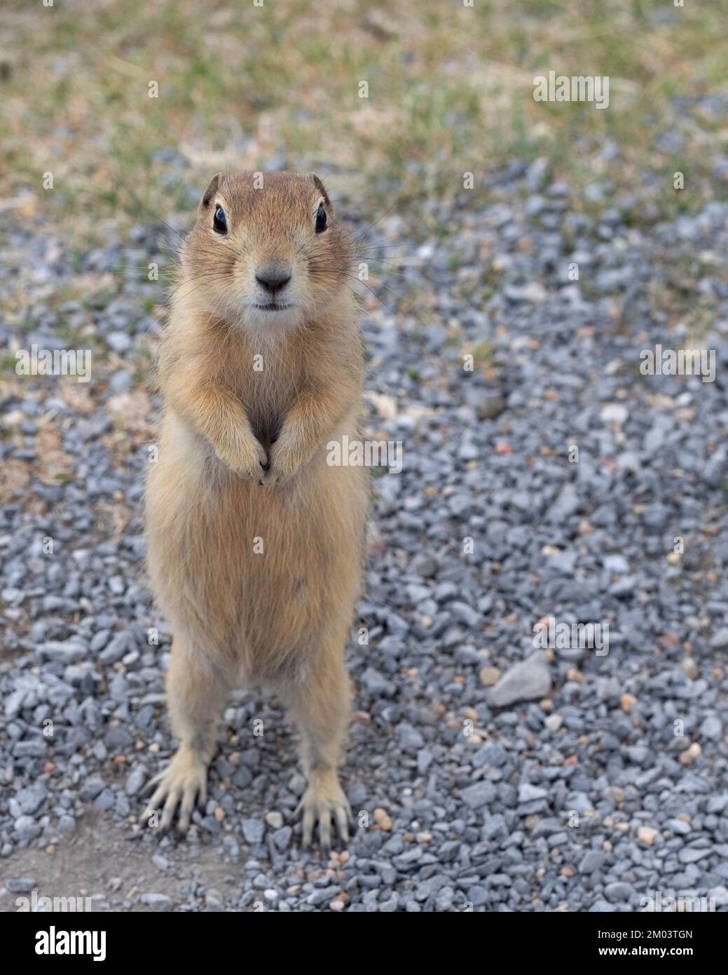 Il grazioso scoiattolo di terra di Richardson si trova sulle praterie dell'Alberta, Canada. (Urocitellus richardsonii) Foto Stock