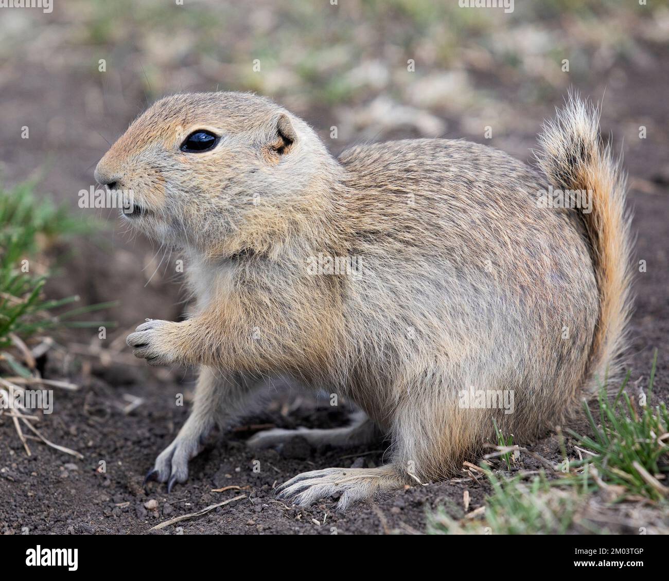 Lo scoiattolo di terra di Richardson. (Urocitellus richardsonii) Foto Stock