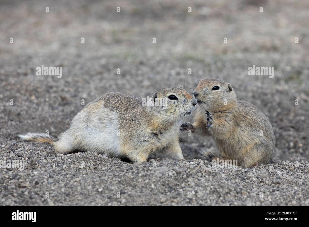 Due scoiattoli di terra di Richardson all'ingresso della loro sepoltura. (Urocitellus richardsonii) Foto Stock