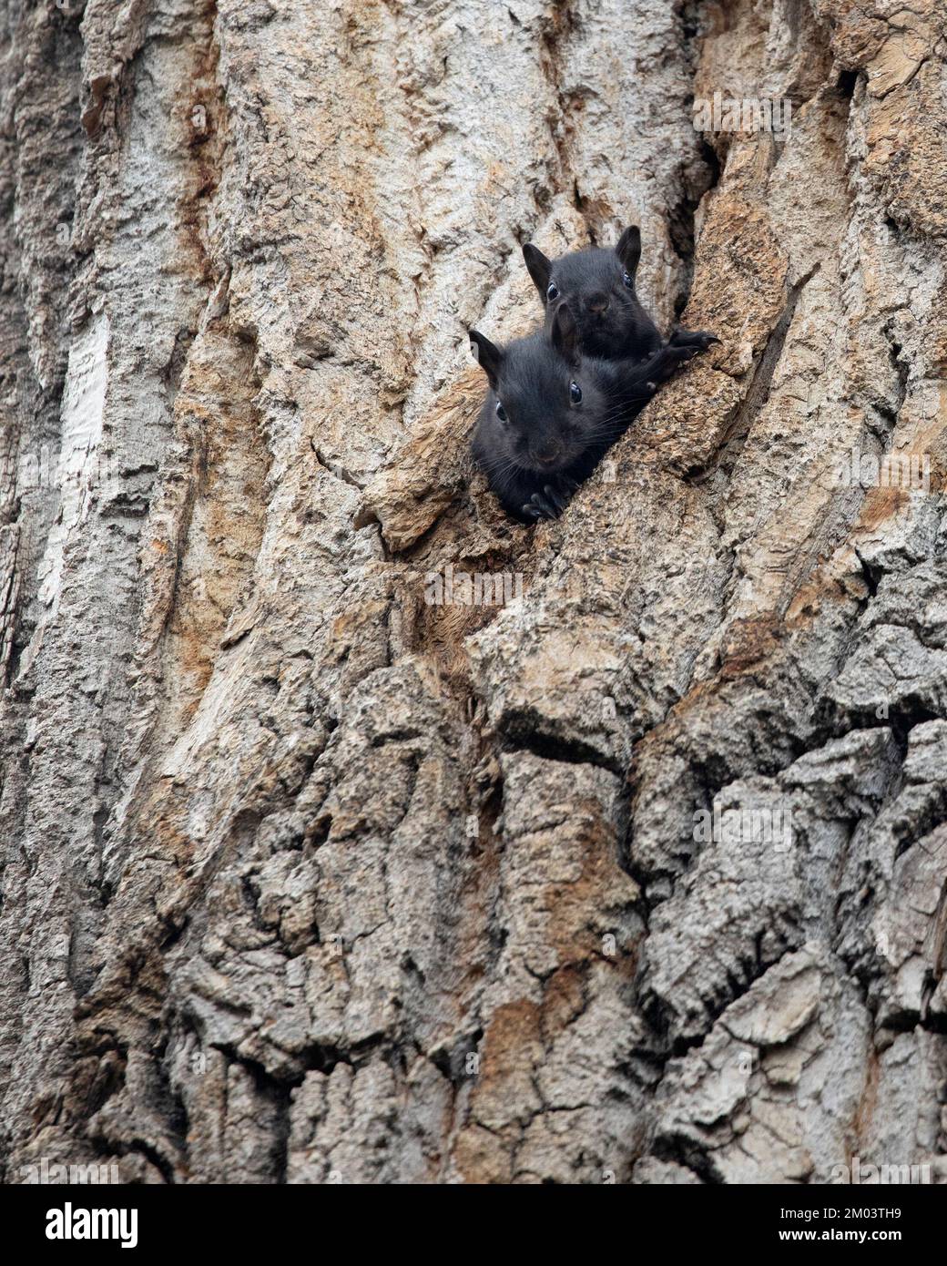 Scoiattoli grigio orientale del bambino, teste che sbirciano dal loro buco di nido in un albero di cottonwood. Sciurus carolinensis. Foto Stock