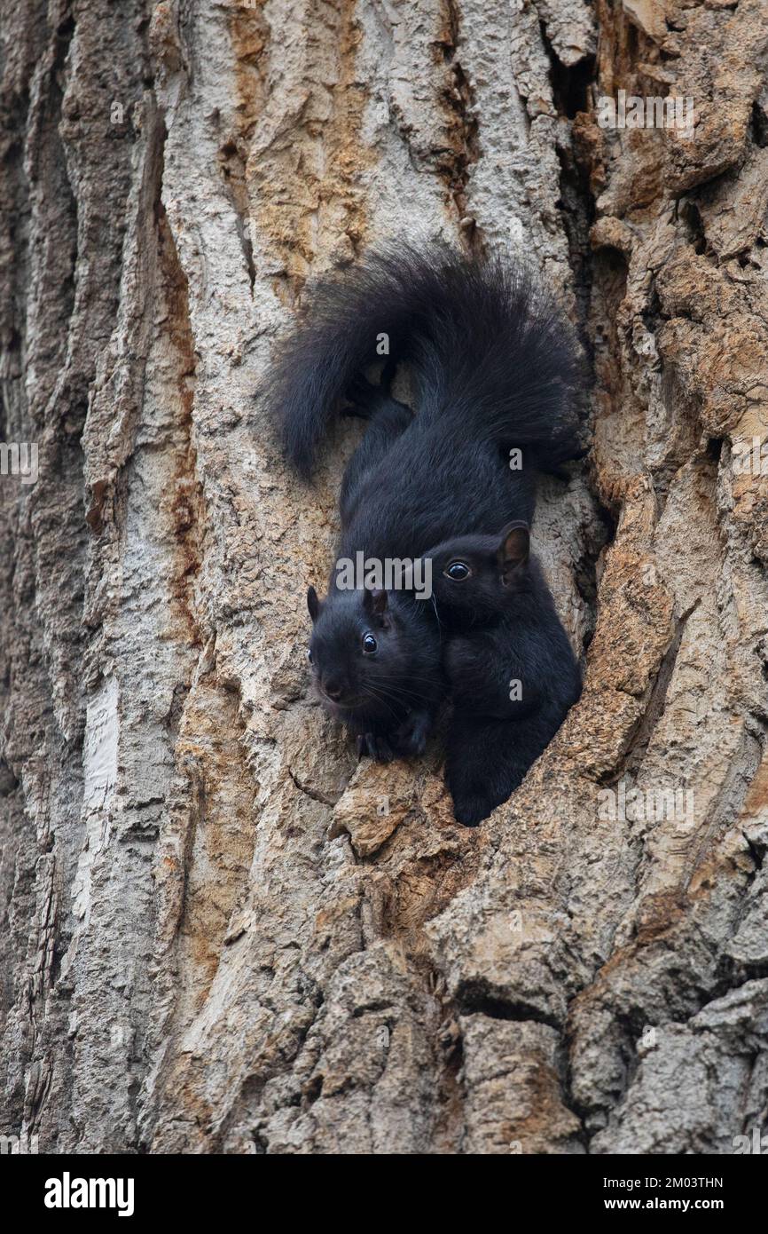 Due scoiattoli grigi orientali del bambino che emergono dal loro buco del nido in un albero di cottonwood. Sciurus carolinensis, forma melanistica Foto Stock