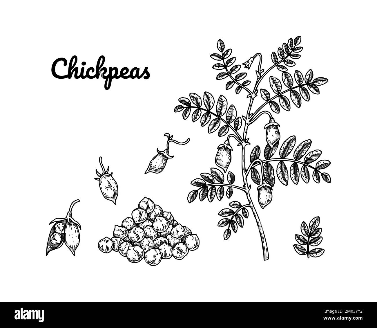 Set di elementi di progettazione di ceci. Collezione di botanica disegnata a mano. Illustrazione vettoriale nello schema di schizzo Illustrazione Vettoriale