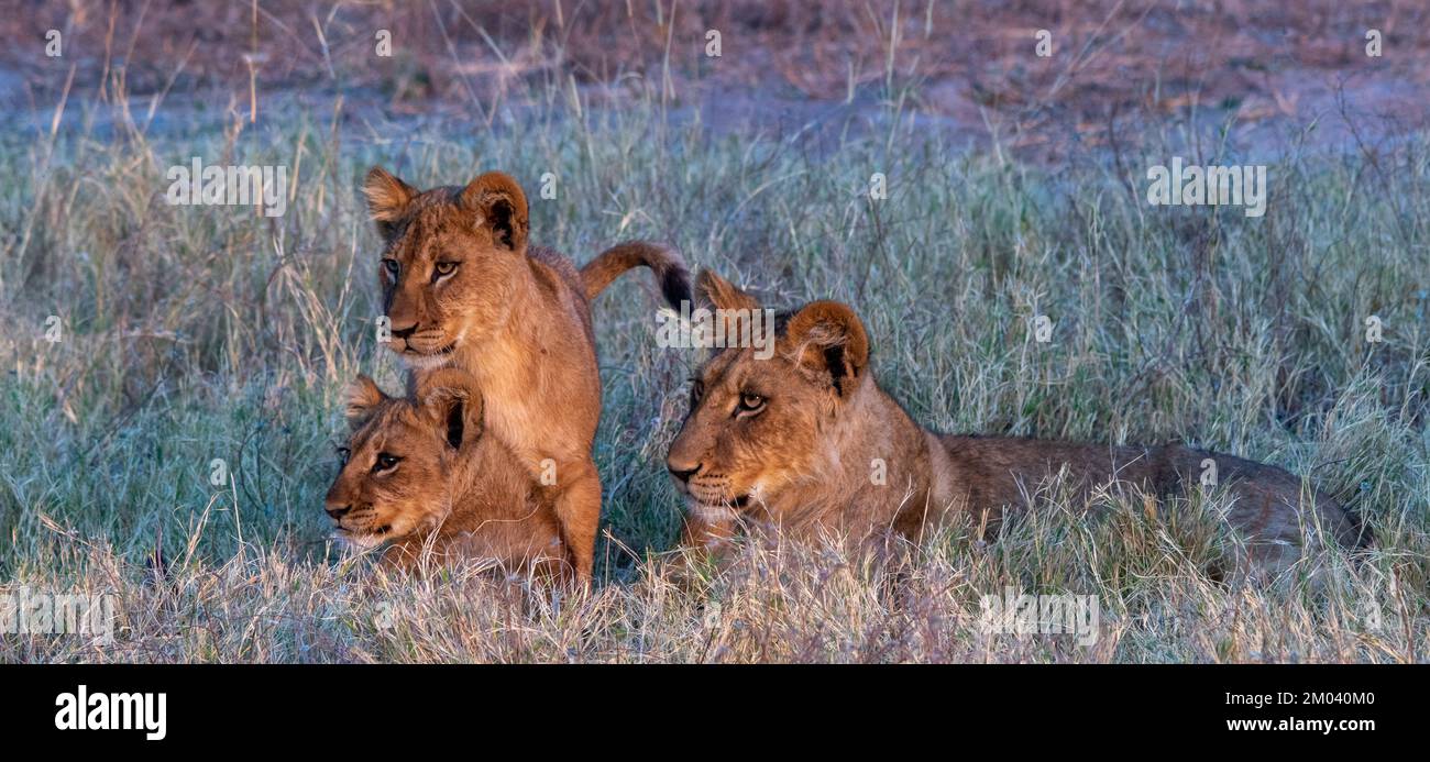 La leonessa e due cubetti riposano nell'erba Foto Stock