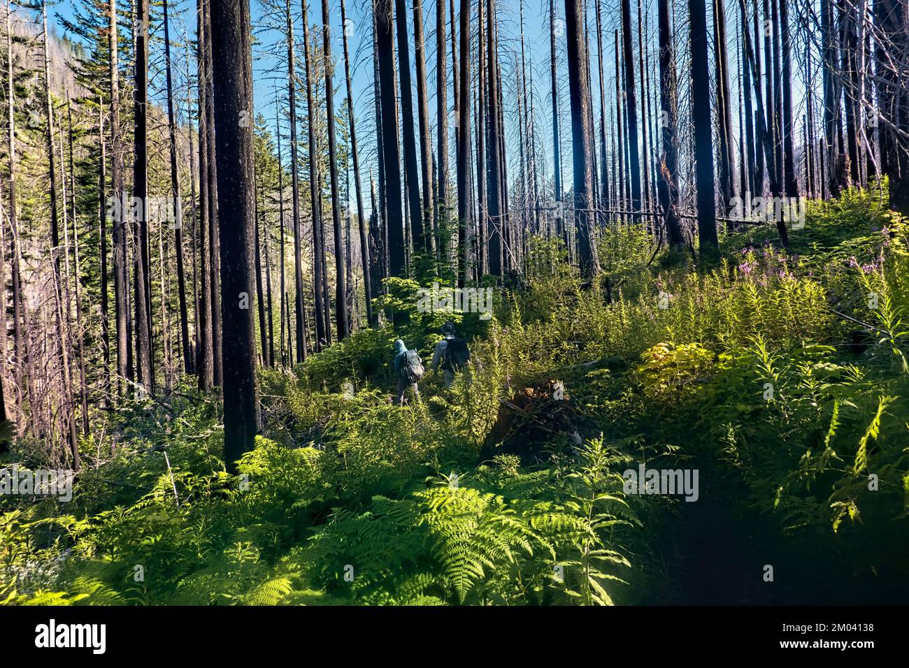 Escursioni attraverso le maestose foreste dell'Oregon settentrionale sul Pacific Crest Trail, Oregon, USA Foto Stock