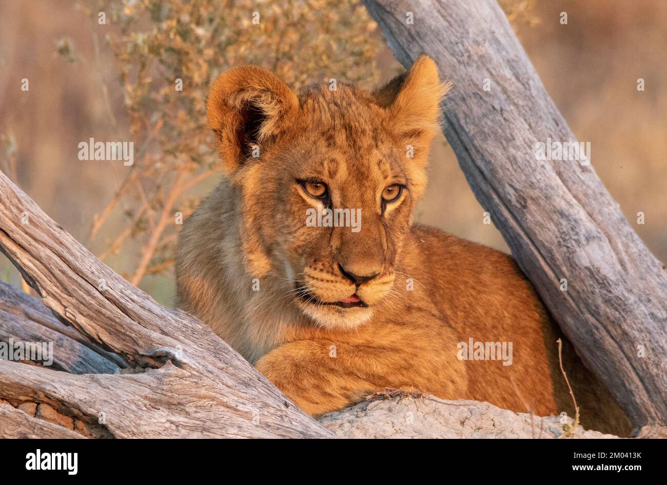 Ritratto di un giovane leone africano Foto Stock