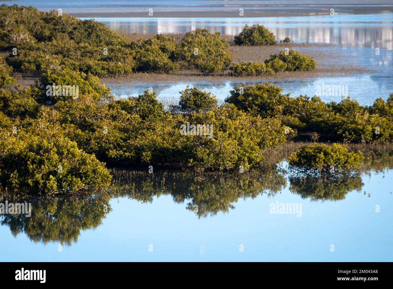 Foresta di mangrovie, estuario di Orewa, Auckland, Isola del Nord, Nuova Zelanda Foto Stock