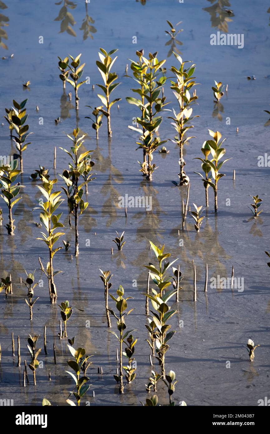 Piccoli alberi di mangrovie, estuario di Orewa, Auckland, Isola del Nord, Nuova Zelanda Foto Stock