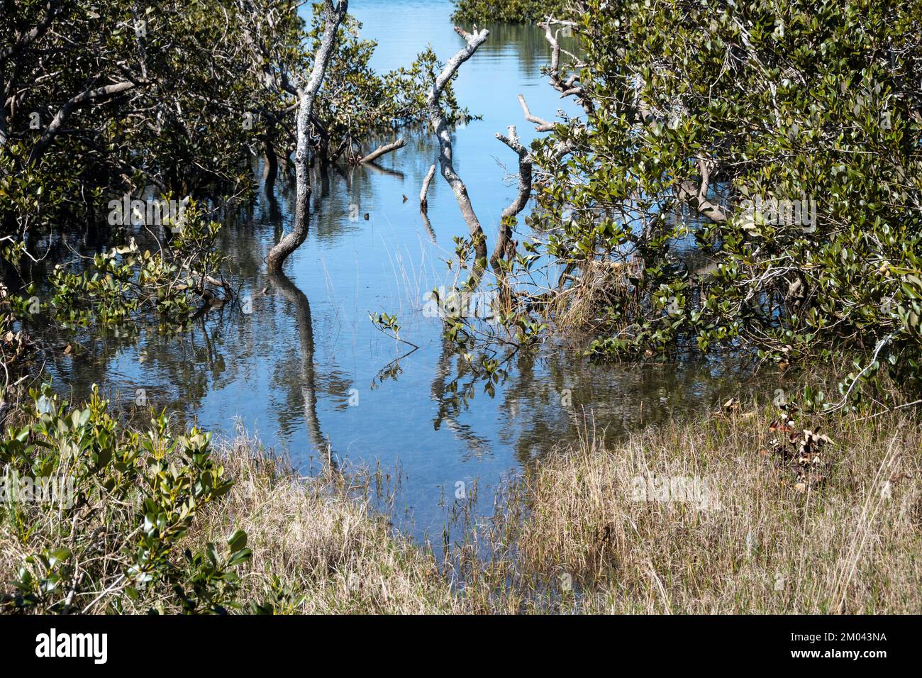 Foresta di mangrovie, estuario di Orewa, Auckland, Isola del Nord, Nuova Zelanda Foto Stock