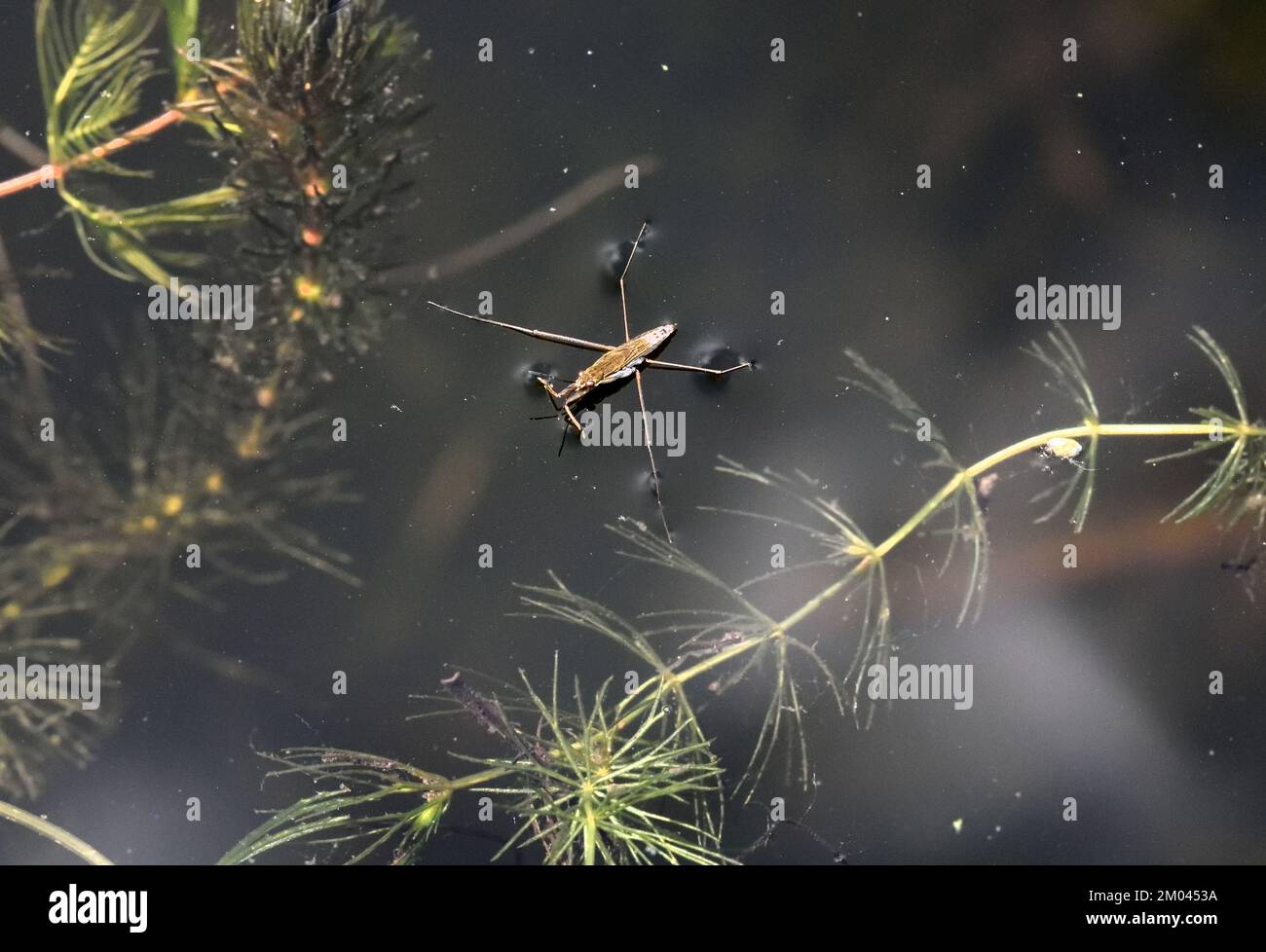 Uno Skater comune dello stagno (Gerris lacustris) sulla superficie dell'acqua in un piccolo stagno nell'Inghilterra meridionale Foto Stock
