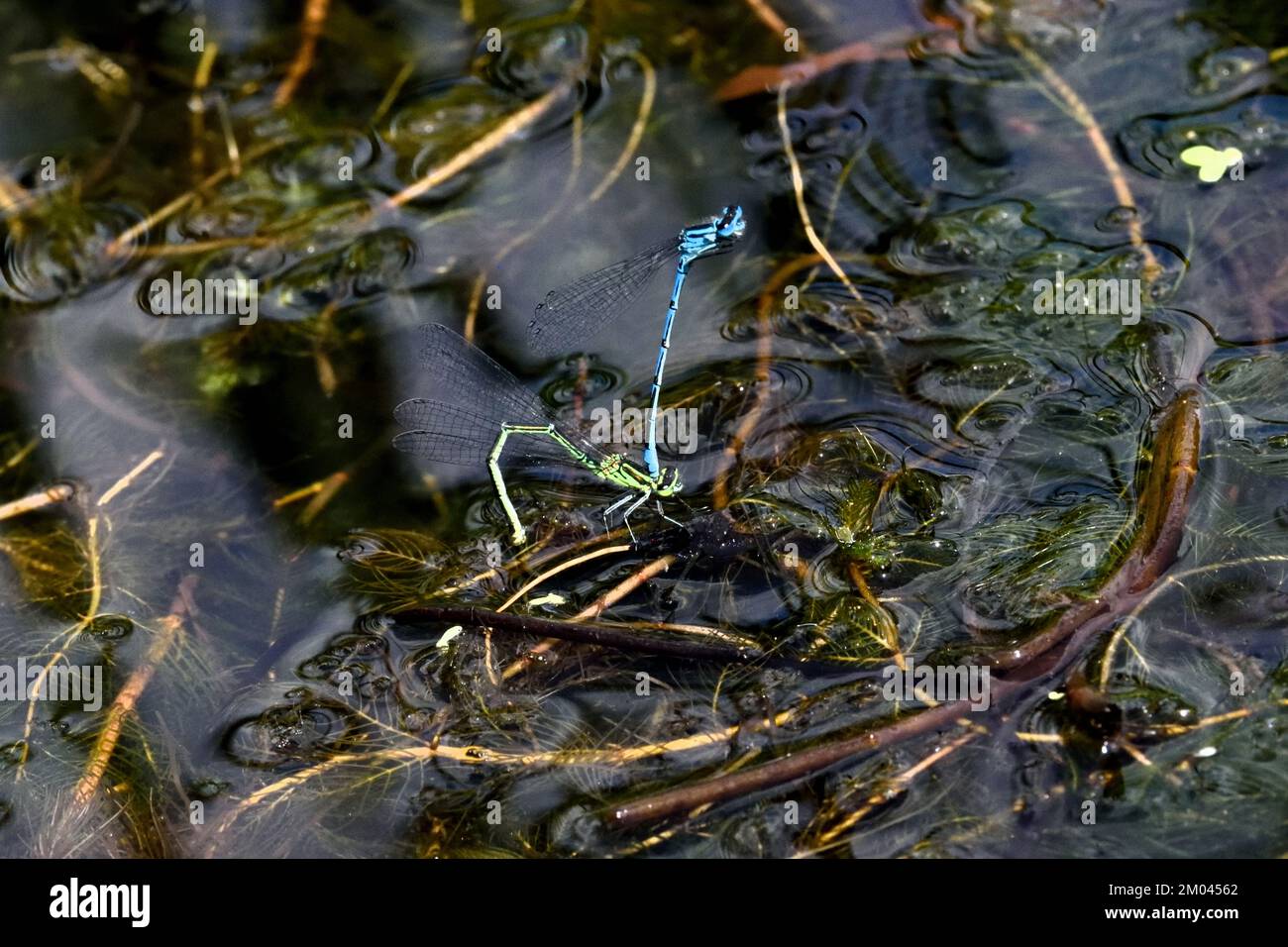 Dopo aver accoppiato un paio di Blue Damselfly comune (Enallagma cyathigerum) volare insieme e la femmina depone le sue uova su opportune piante acquatiche. Foto Stock