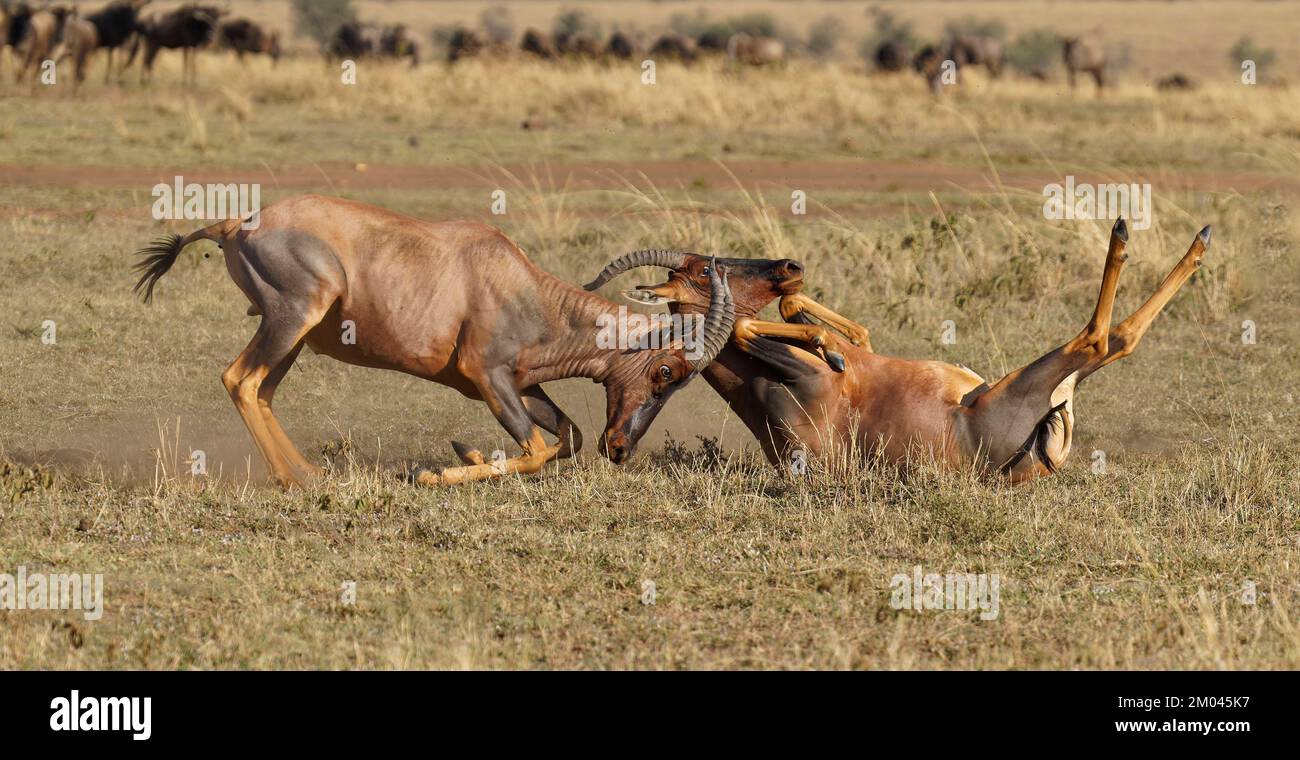 Lotta tra due tori dell'antilope di Topi lei, la riserva naturale Maasai Mara, Kenya, Africa Foto Stock