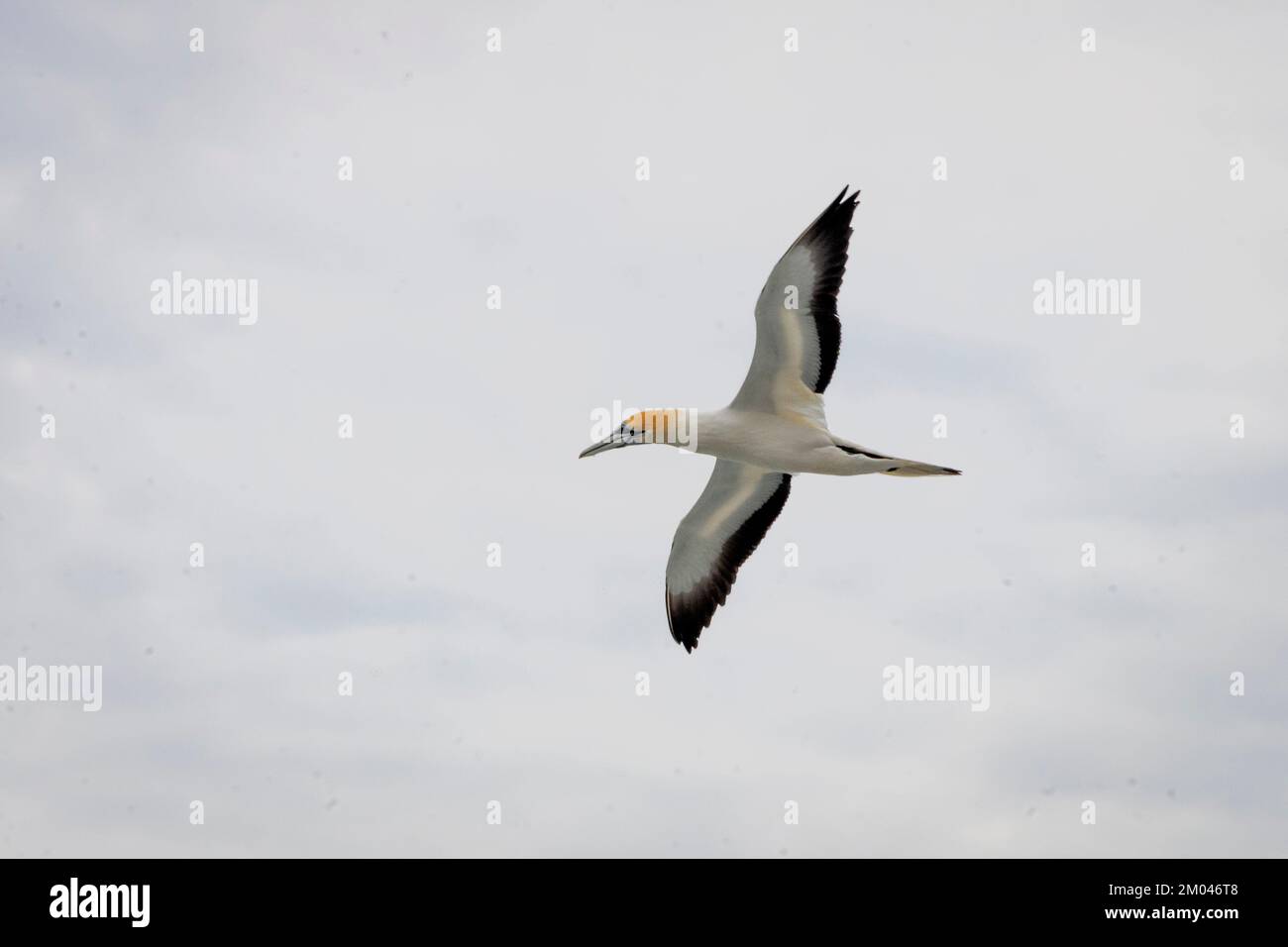 Gannet Australasiano in volo, Waiheke Island, Auckland, North Island, Nuova Zelanda Foto Stock