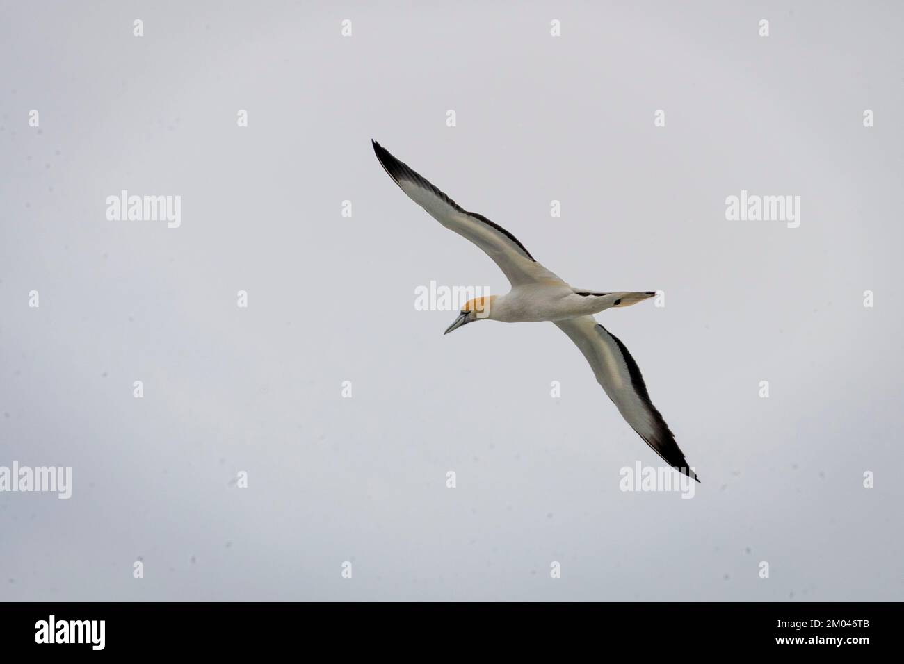 Gannet Australasiano in volo, Waiheke Island, Auckland, North Island, Nuova Zelanda Foto Stock