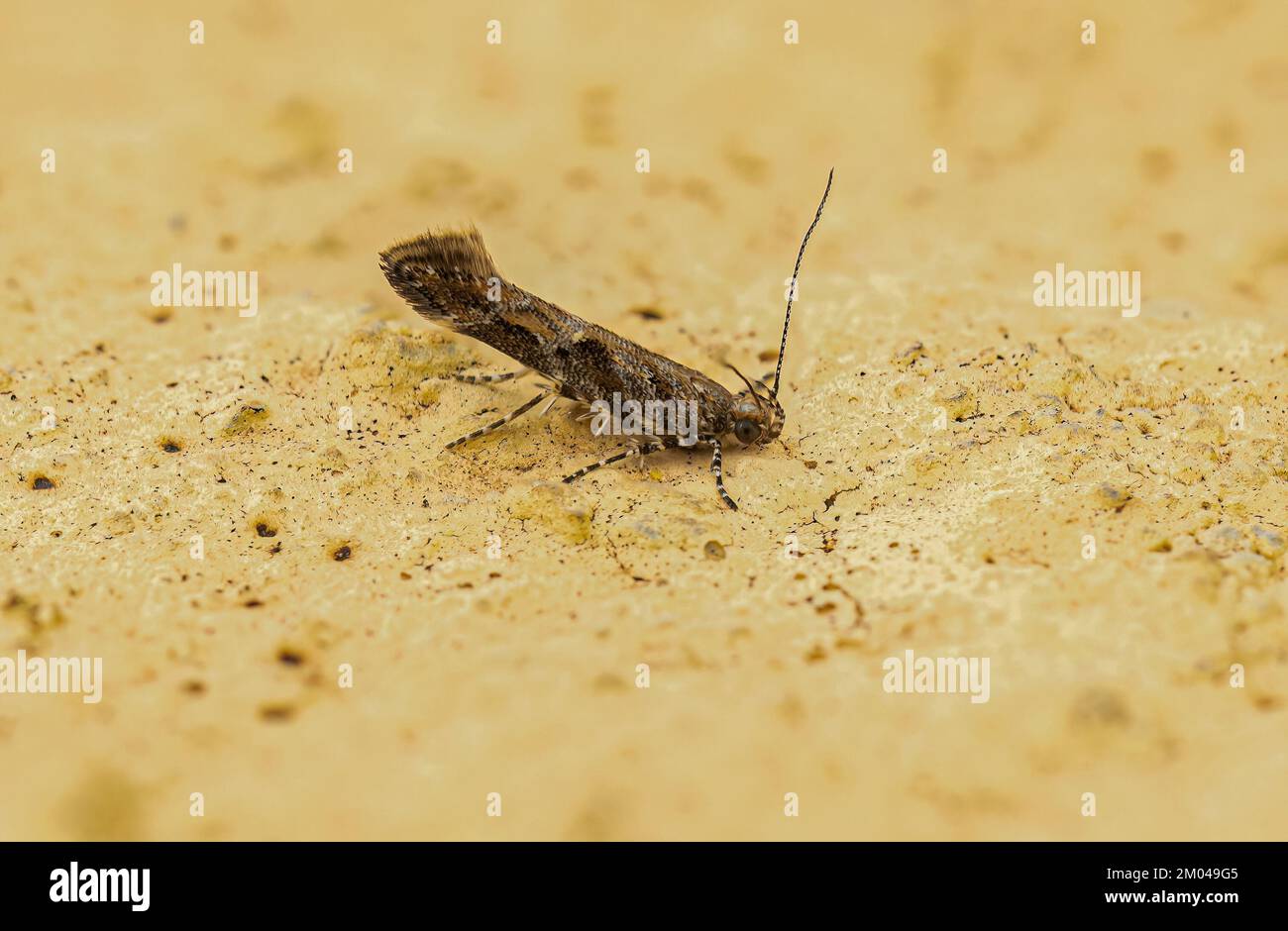 Adulto Moth insetto dell'Ordine lepidoptera Foto Stock