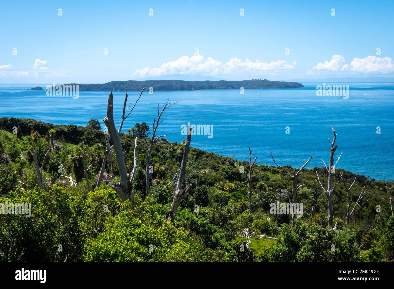 Riserva naturale dell'isola di Tiritiri Matangi dal Parco Regionale di Shakespear, Penisola di Whangaparaoa, Auckland, Isola del Nord, Nuova Zelanda Foto Stock