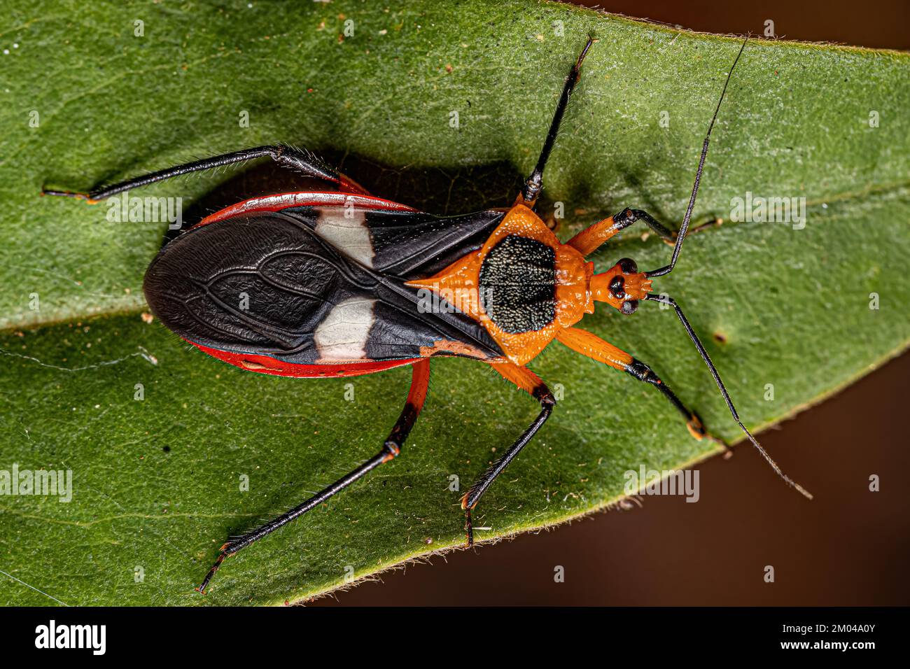 Adulto Assassin Bug della specie Neivacoris neivai Foto Stock