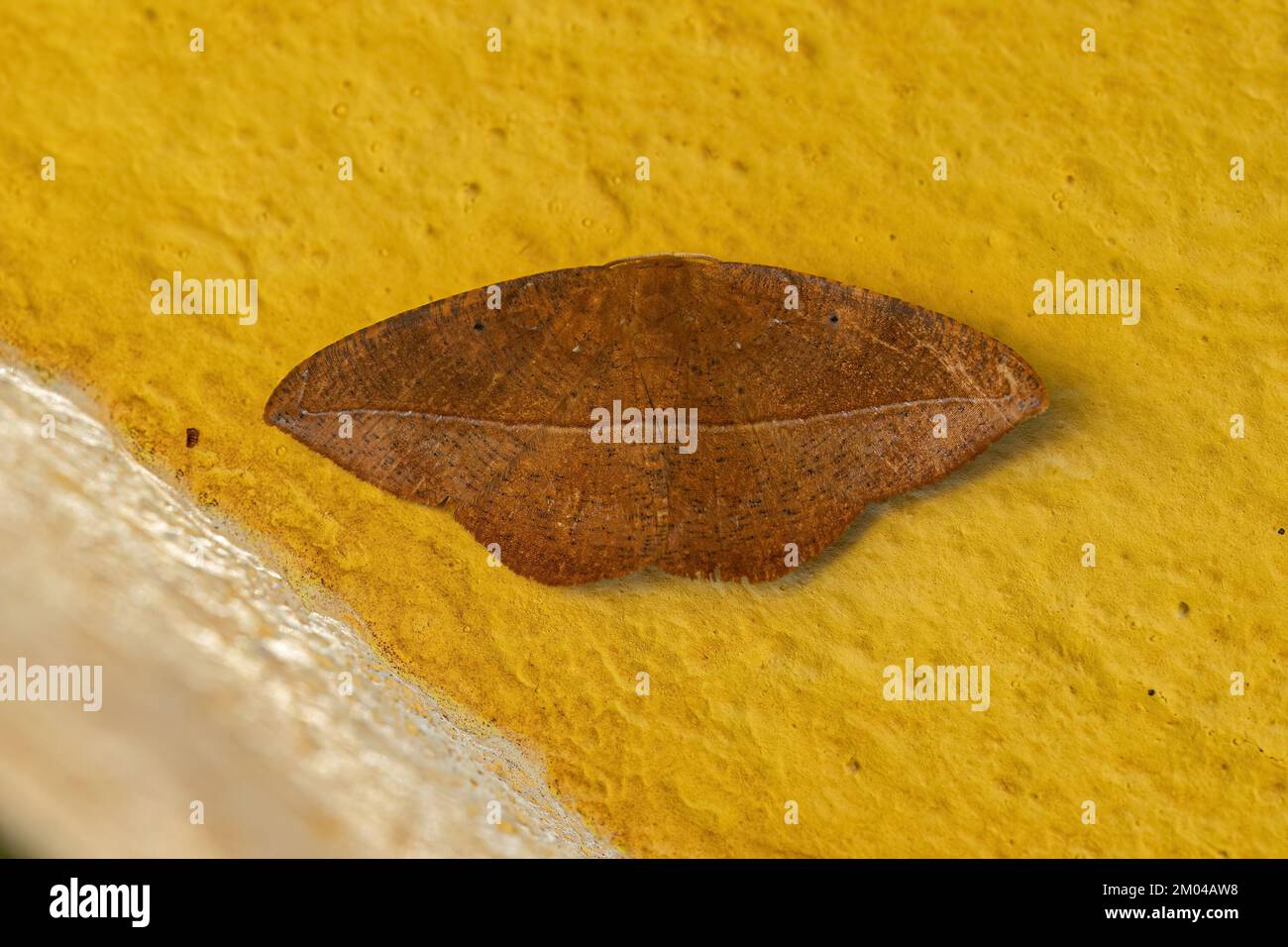 Adulto Moth insetto dell'Ordine lepidoptera Foto Stock