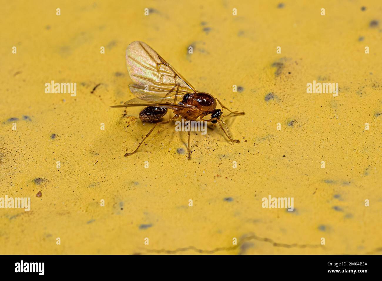 Adult Male cocktail ANT del genere Crematogaster Foto Stock