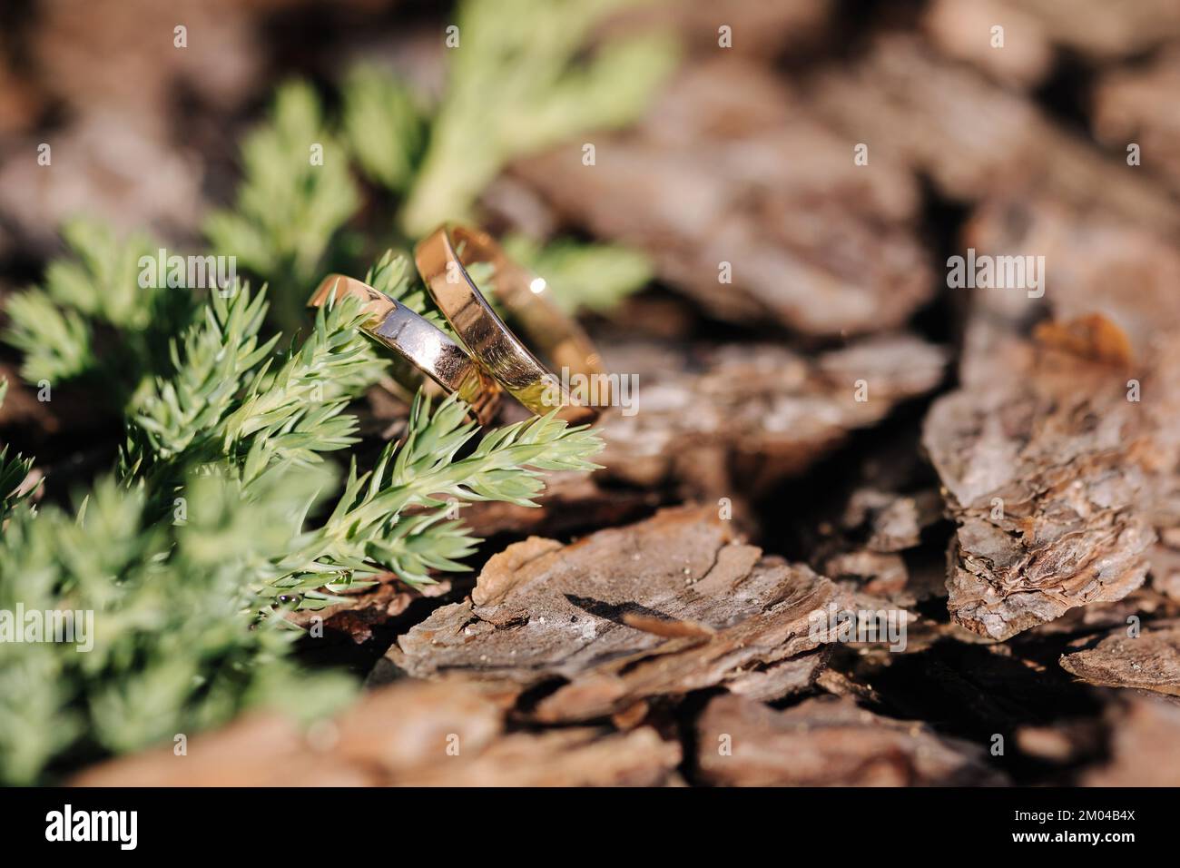 Due anelli dorati di nozze su segatura decorativa vicino ad un ramo di conifere. Foto macro Foto Stock
