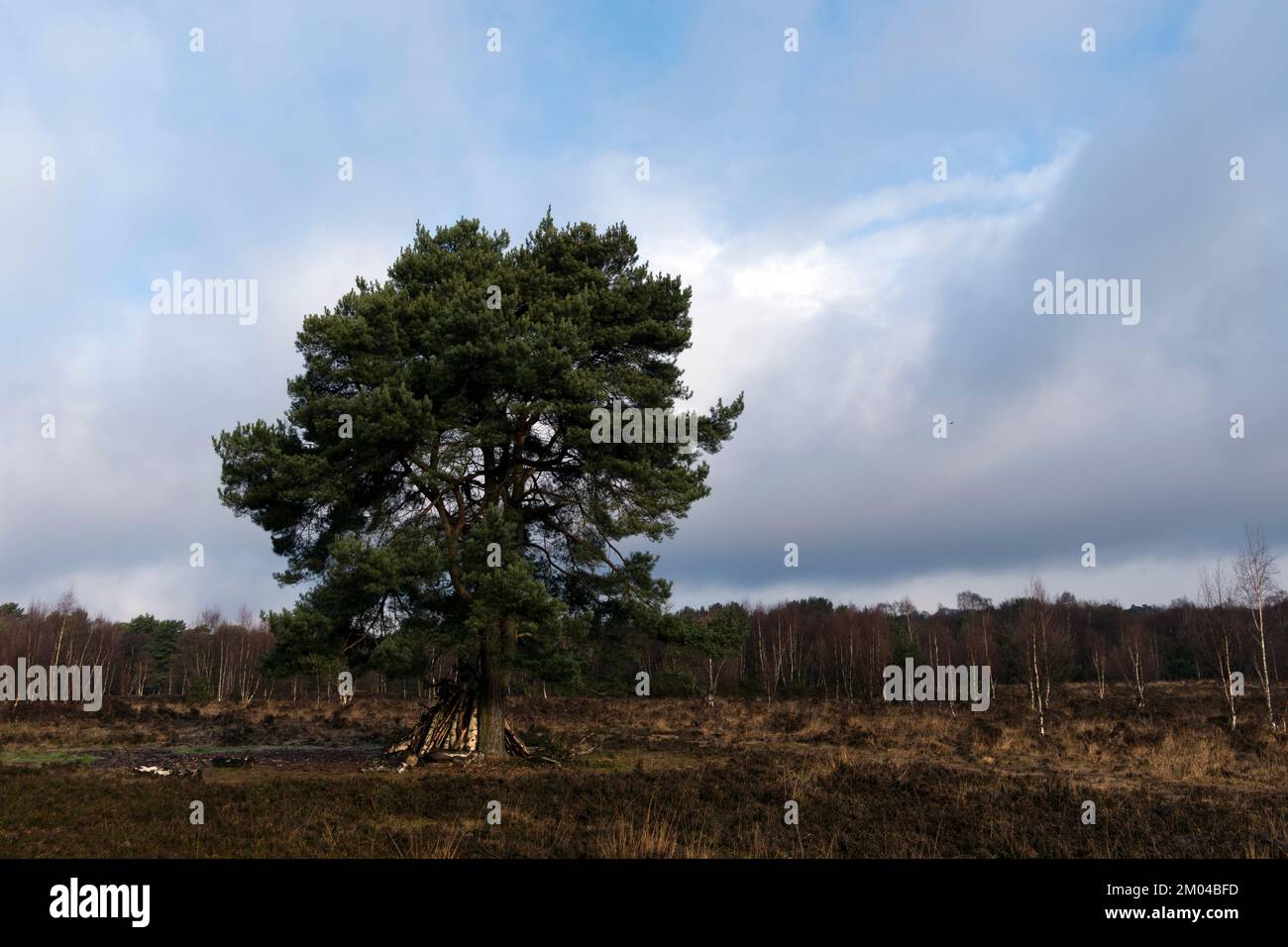 Lone Tree in inverno Foto Stock
