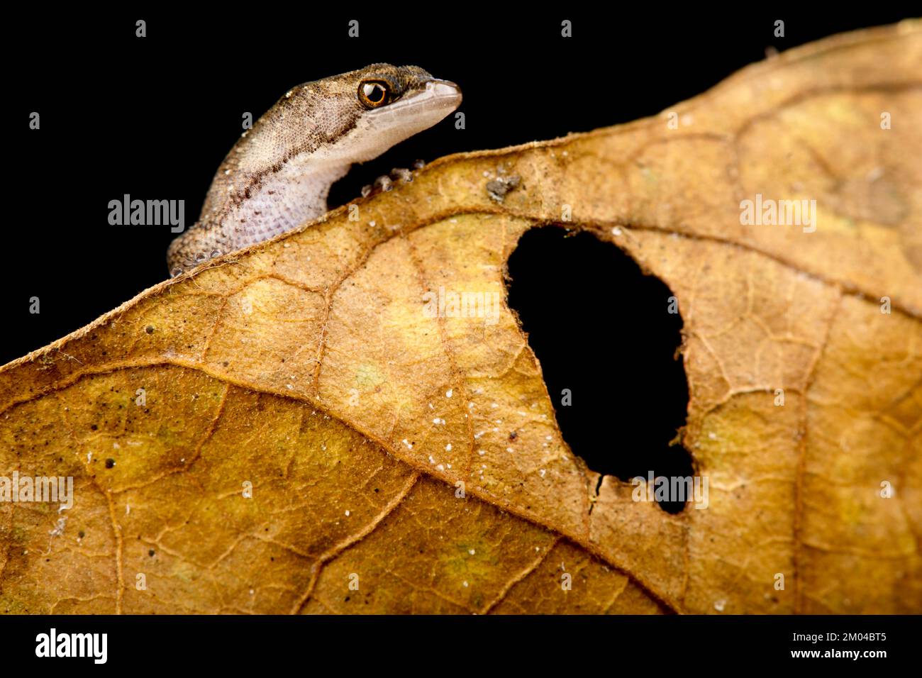 Geco nana amazzonica (Chatogekko amazonicus) Foto Stock
