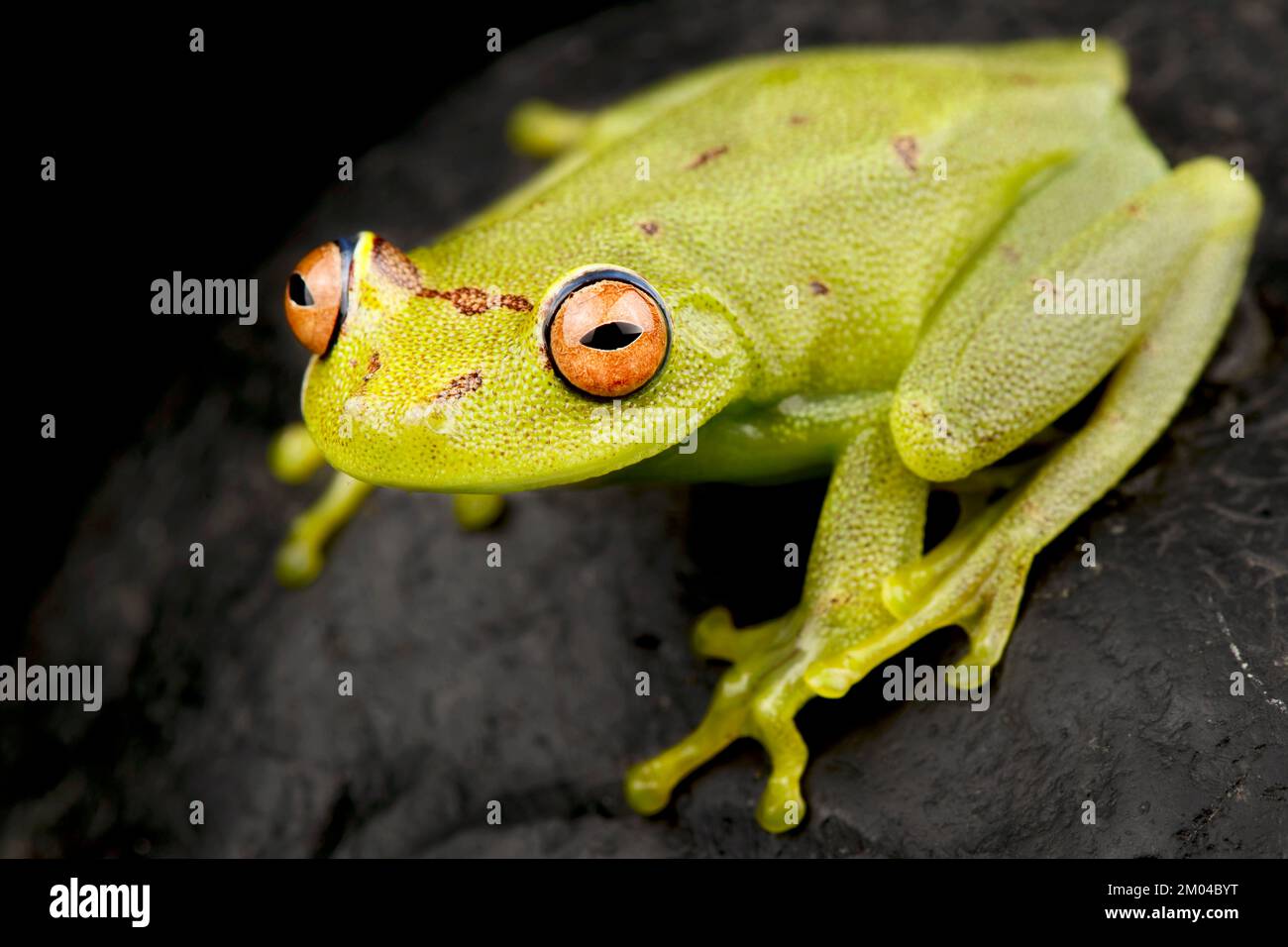 Demerara Falls rana albero (Moana cinerascens) Foto Stock