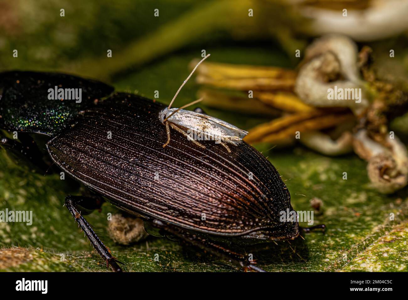 Adulto Moth Insect of the Order lepidoptera su un scarabeo Foto Stock