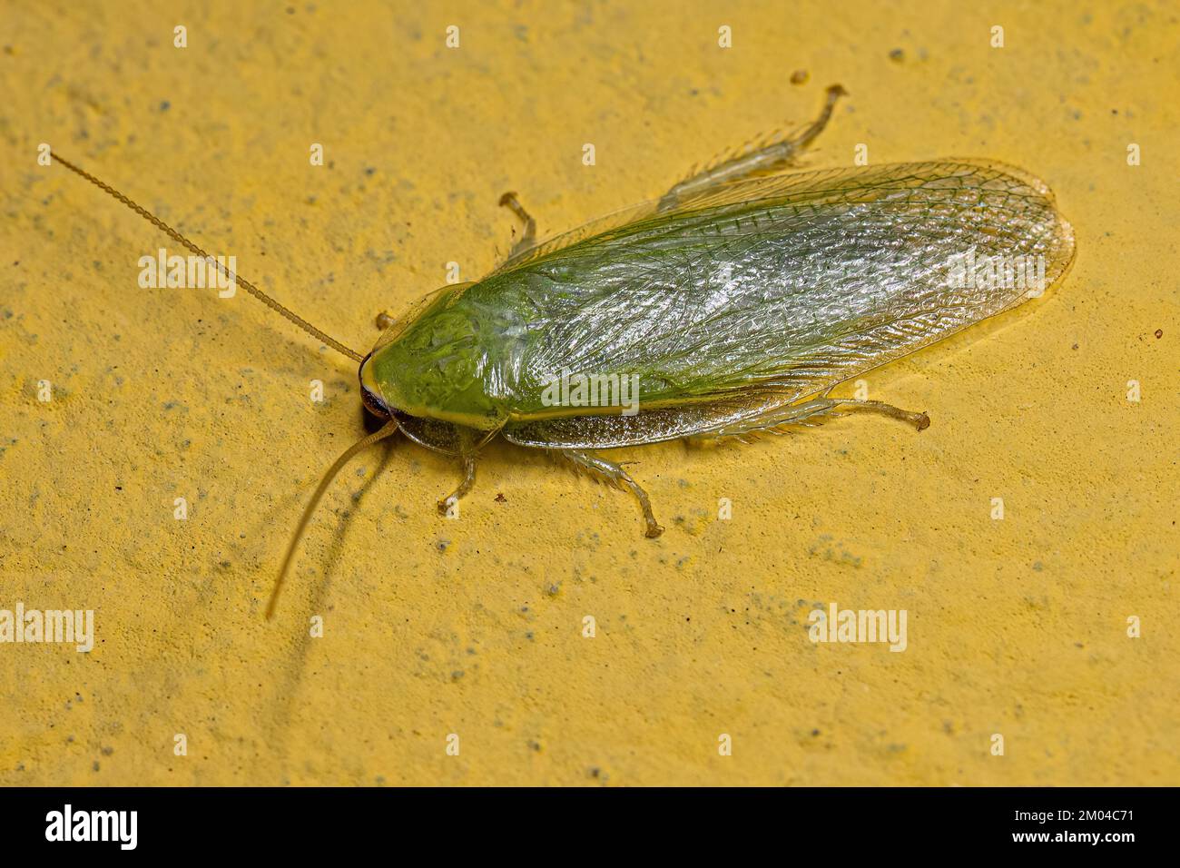Cockroach gigante verde adulto del genere Panchlora Foto Stock