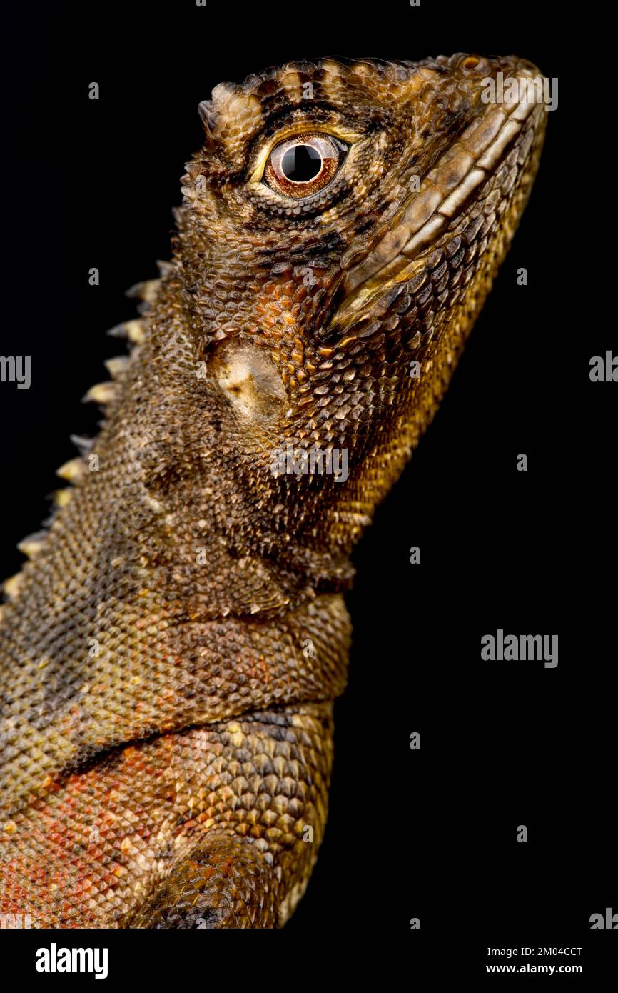 Mophead iguana (Uranoscodon superciliosus) Foto Stock