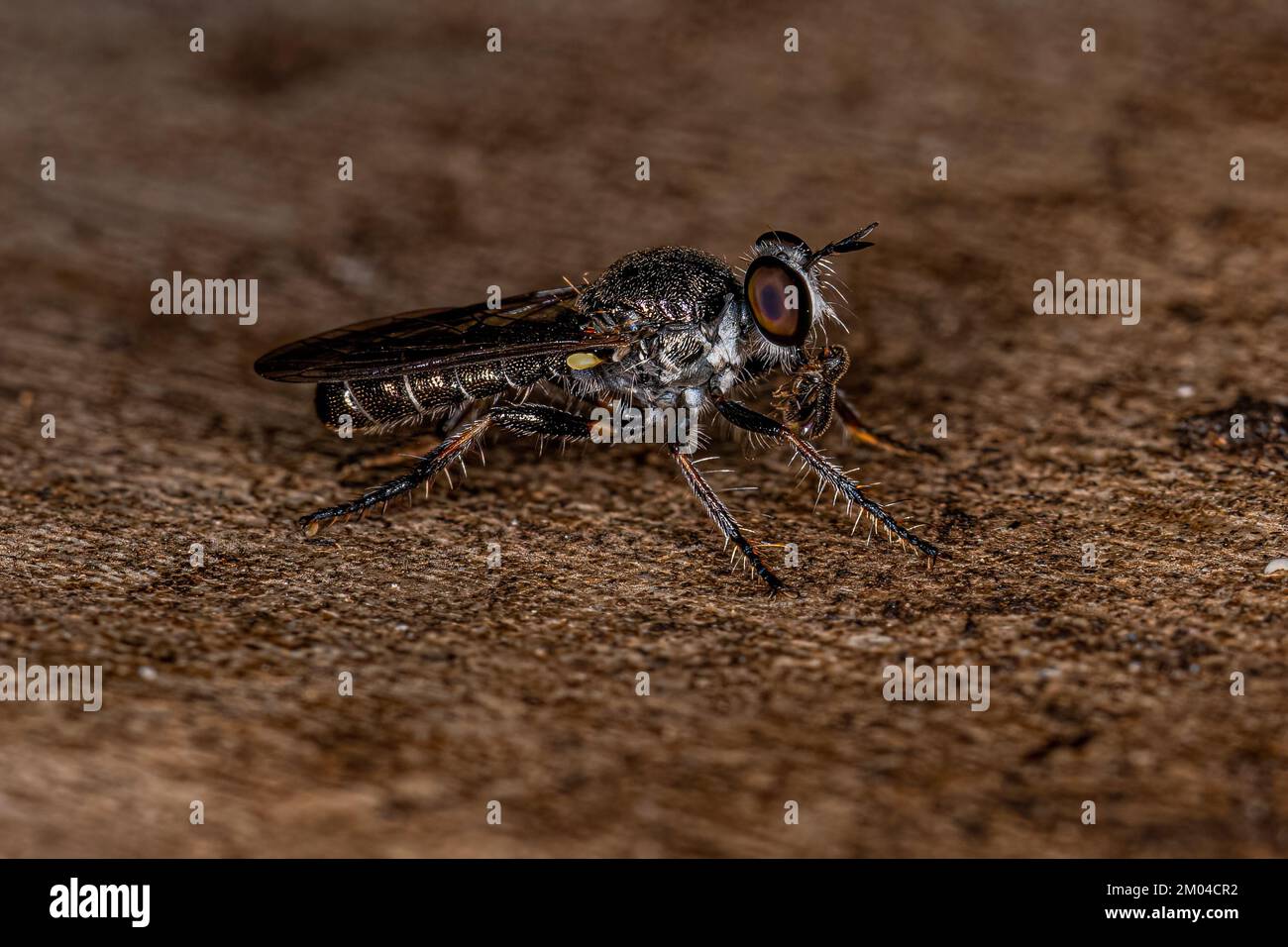 Adult Robber Fly of the Tribe Atomosiini predica su un adulto True Weevil Beetle della famiglia Curculionidae Foto Stock