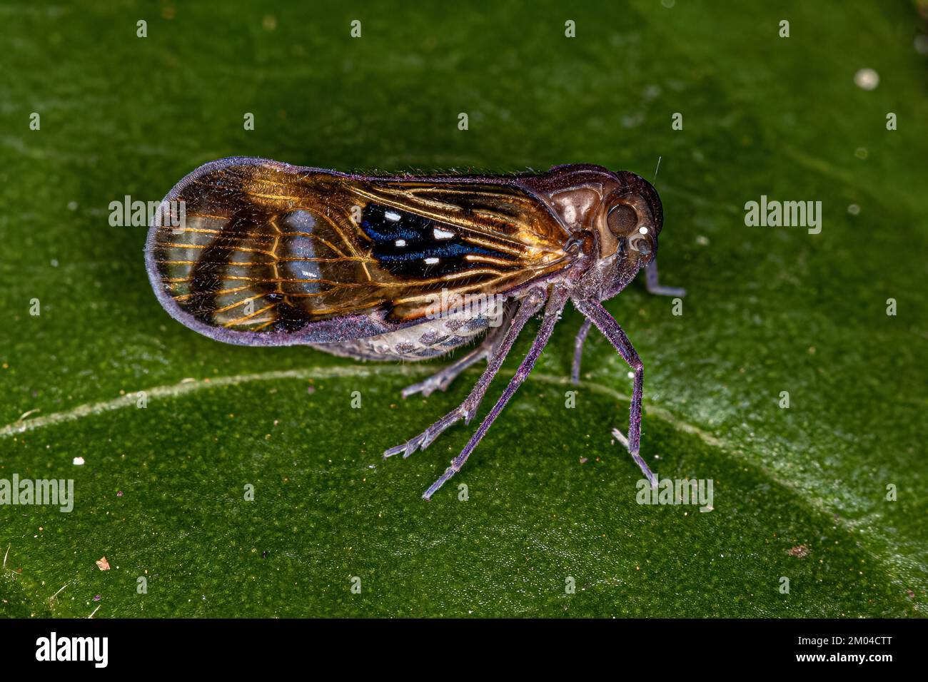 Adulto piccolo Planthopper insetto della specie Pintalia constellaris Foto Stock