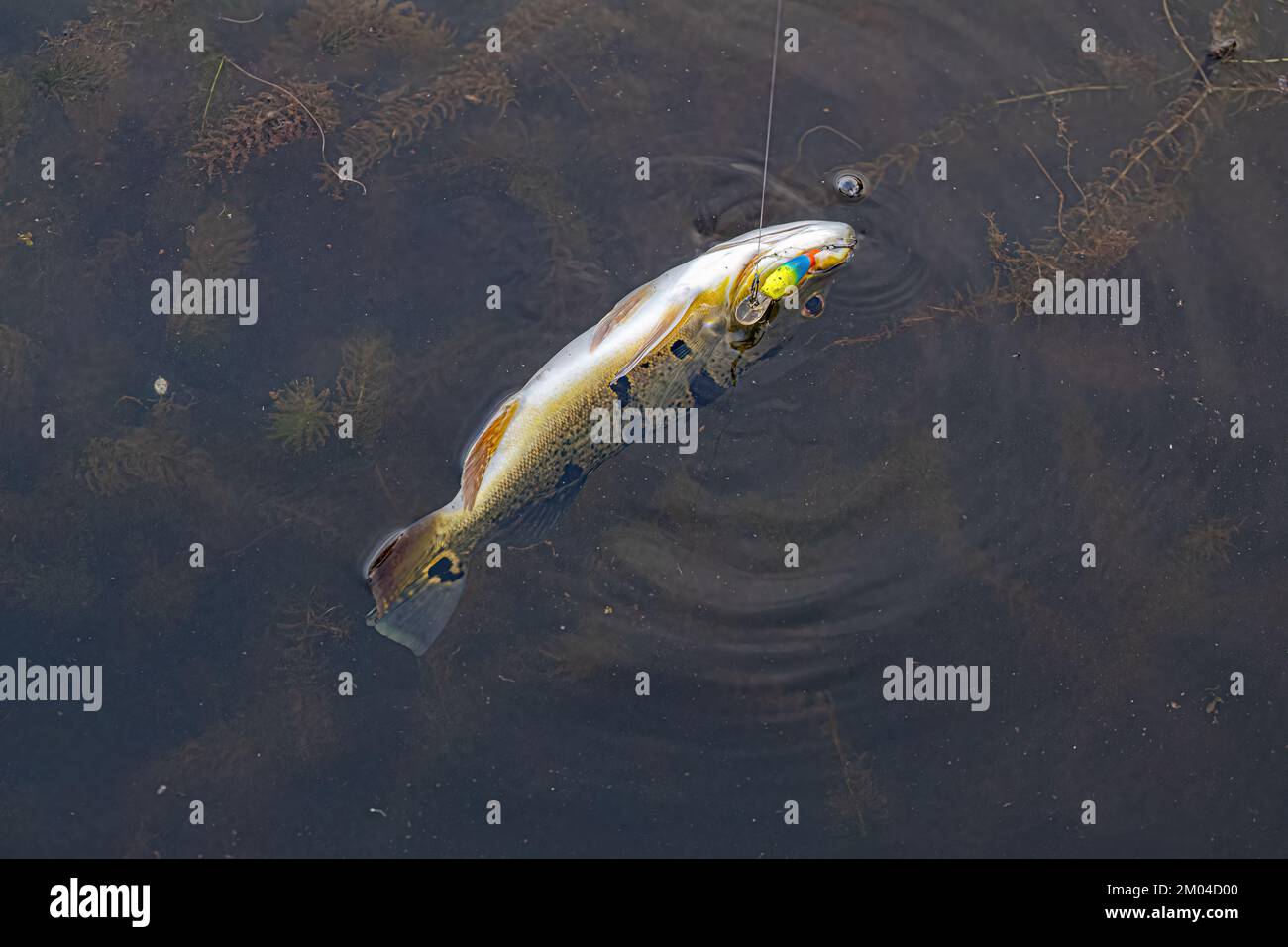 Spigola di pavone Pesce del genere Cichla Foto Stock