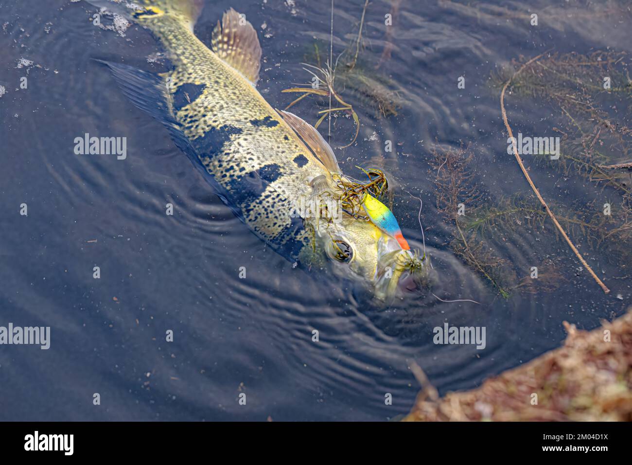 Spigola di pavone Pesce del genere Cichla Foto Stock