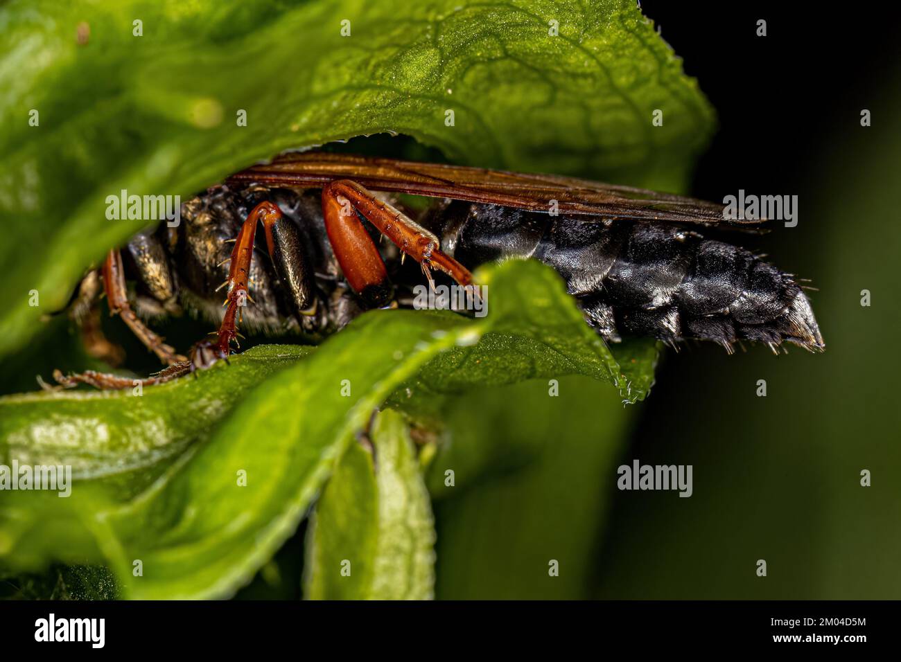 Asp adulta amante della sabbia del genere Tachytes Foto Stock