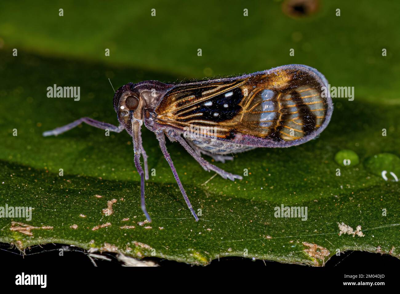 Adulto piccolo Planthopper insetto della specie Pintalia constellaris Foto Stock