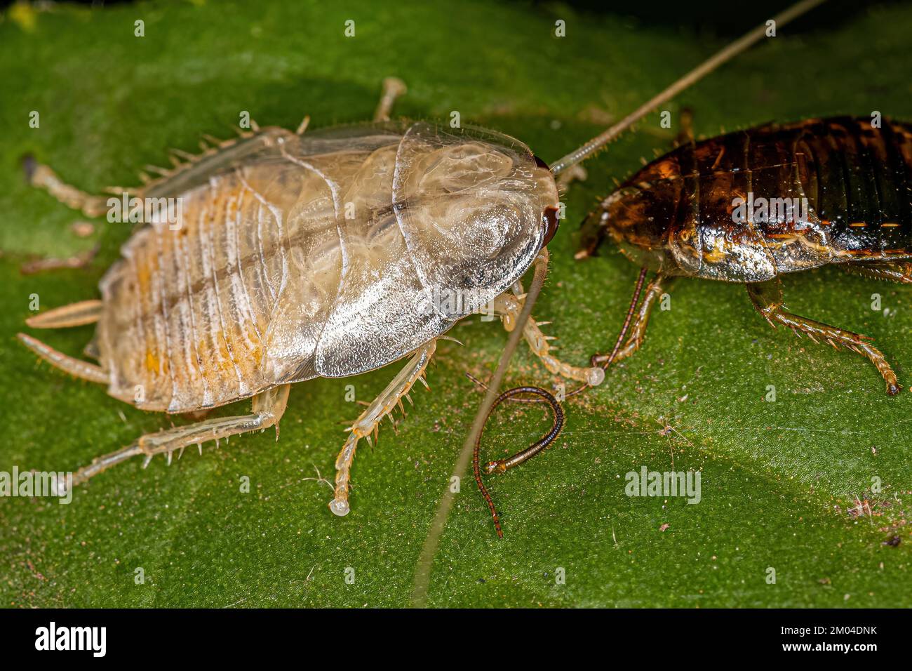 Legno Cockroach Nymph della famiglia Ectobiidae Foto Stock