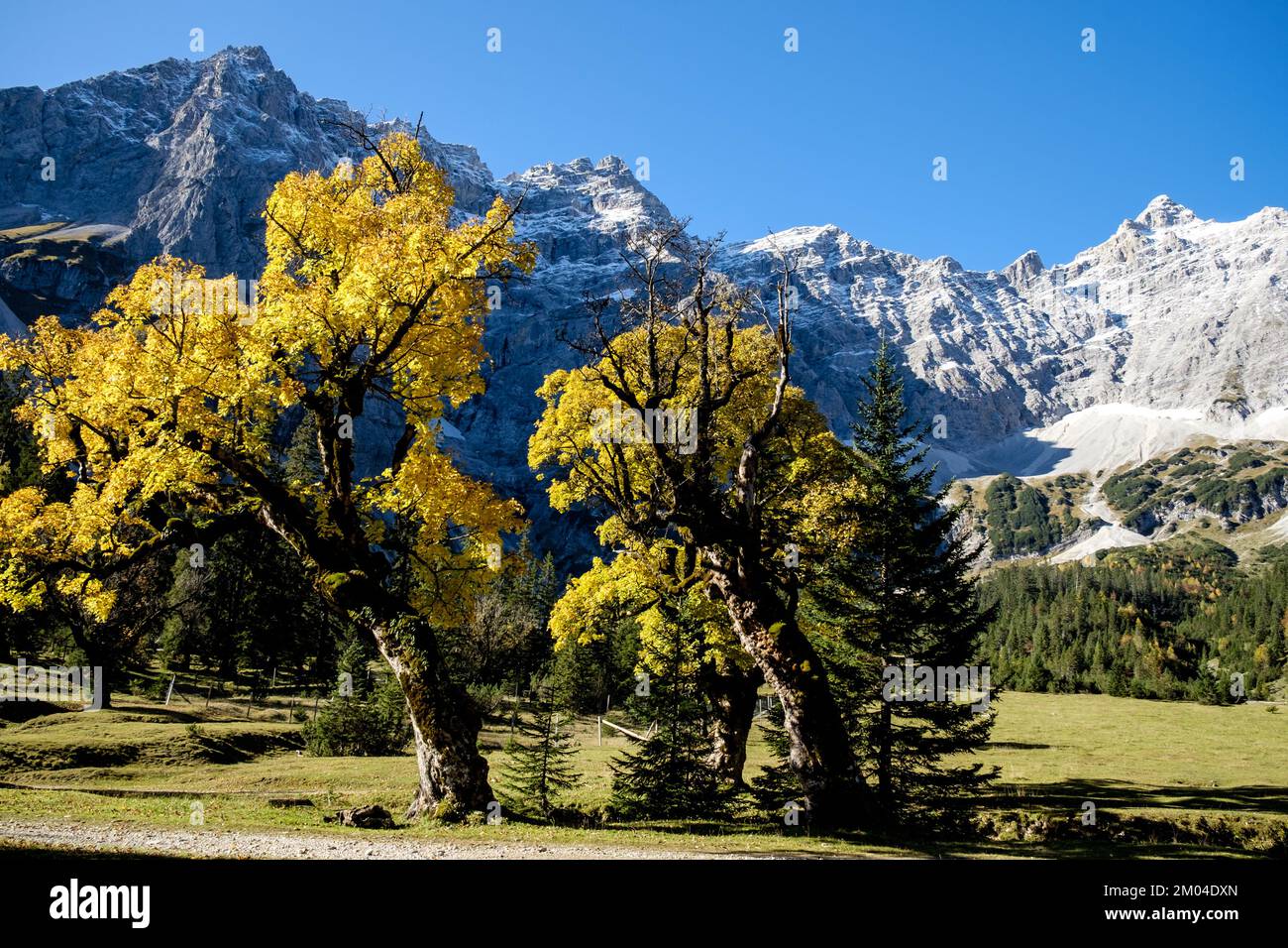 Berwahorn mit Herbstlaub im Karwendeltal Foto Stock